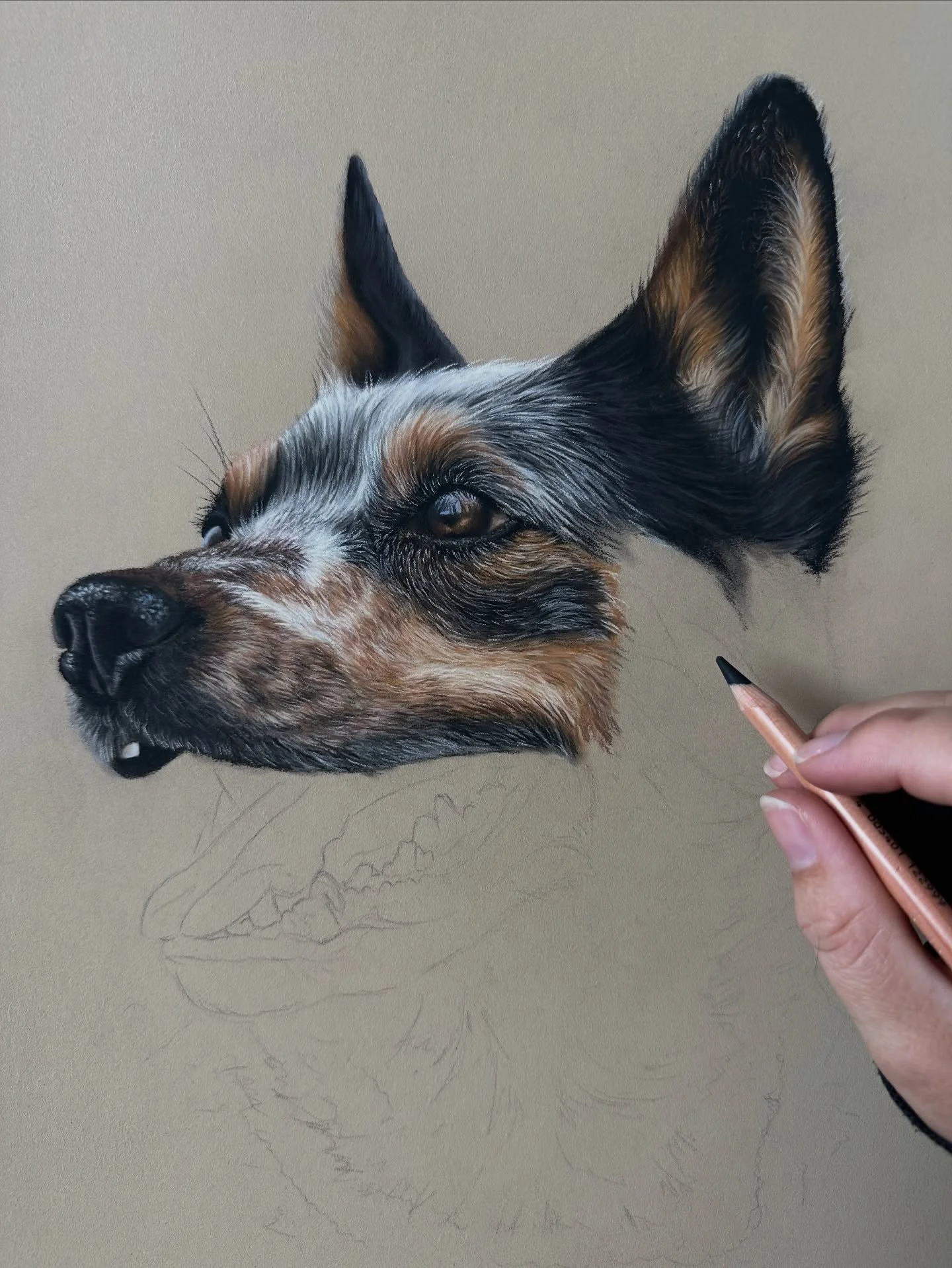 Part two of the Australian cattle dog tutorial went live on my Patreon channel this morning ✍️ I&rsquo;m absolutely loving this one! Such a beautiful face and so many gorgeous colours 🧡 my kids are also loving that a Bluey dog is slowly appearing!