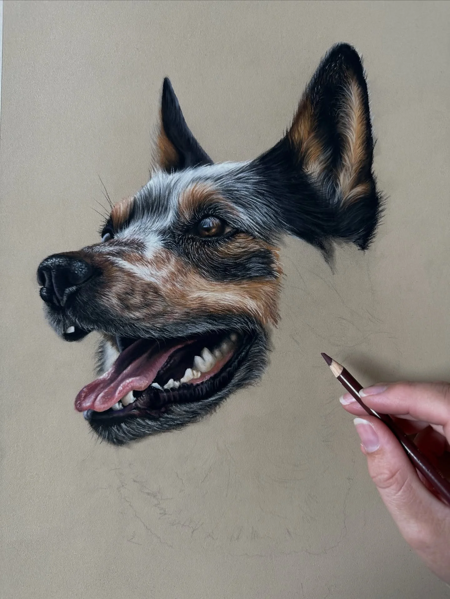 An update on the Australian Cattle Dog tutorial, this mouth took a solid three hours to draw! So part three is all about the mouth 😛 I loved how many colours went into the tongue and the teeth! It&rsquo;s such a fun part of the drawing to do to brea
