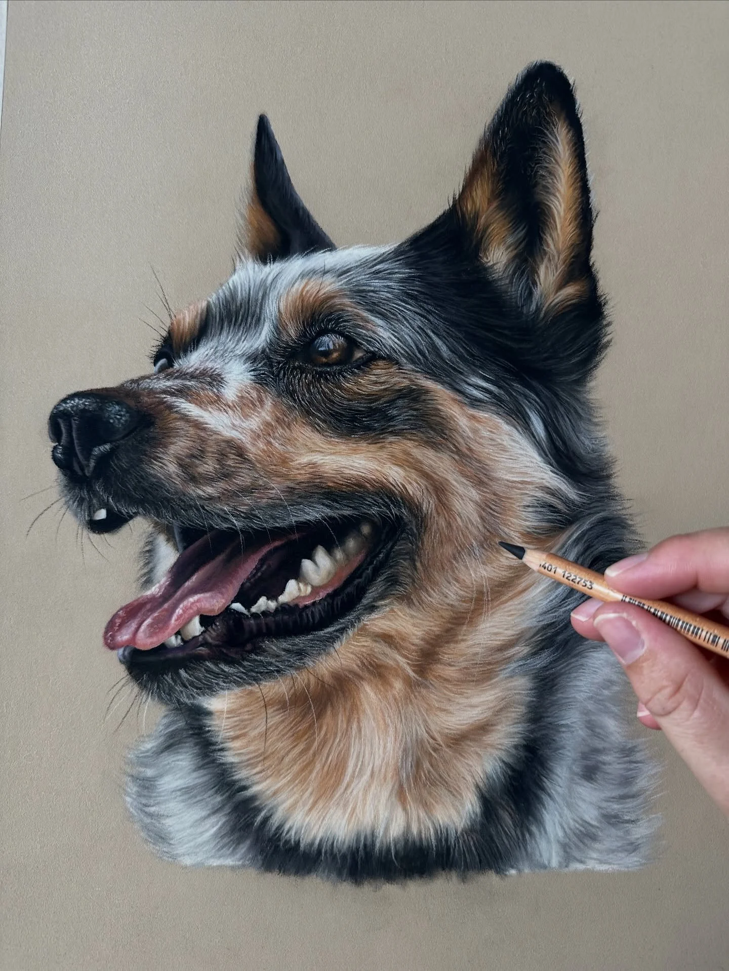 Finished! I&rsquo;m so excited to show you the completed blue heeler portrait! This has been such a fun one to draw, so many gorgeous colours and lovely textures 🥰 my kids are also so excited it&rsquo;s a real life Bluey! 

The final part of the tut