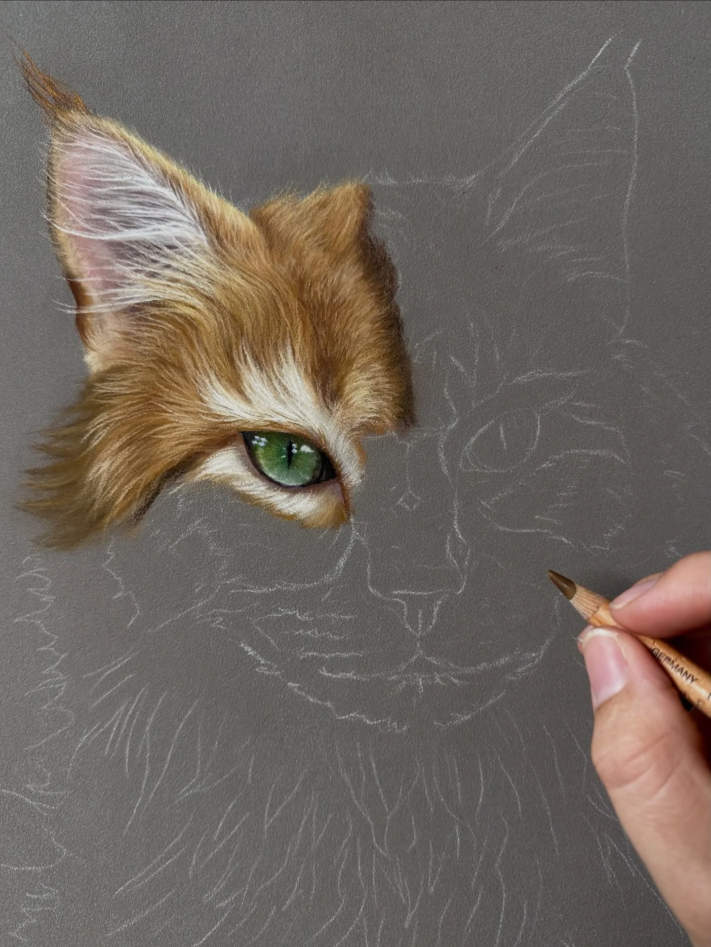 The start of a new tutorial has gone live on my Patreon channel this morning, this month we are drawing a gorgeous Maine Coon cat 🐈 

Can your believe it&rsquo;s been a whole year since I launched my Patreon channel! I started off with a cat tutoria