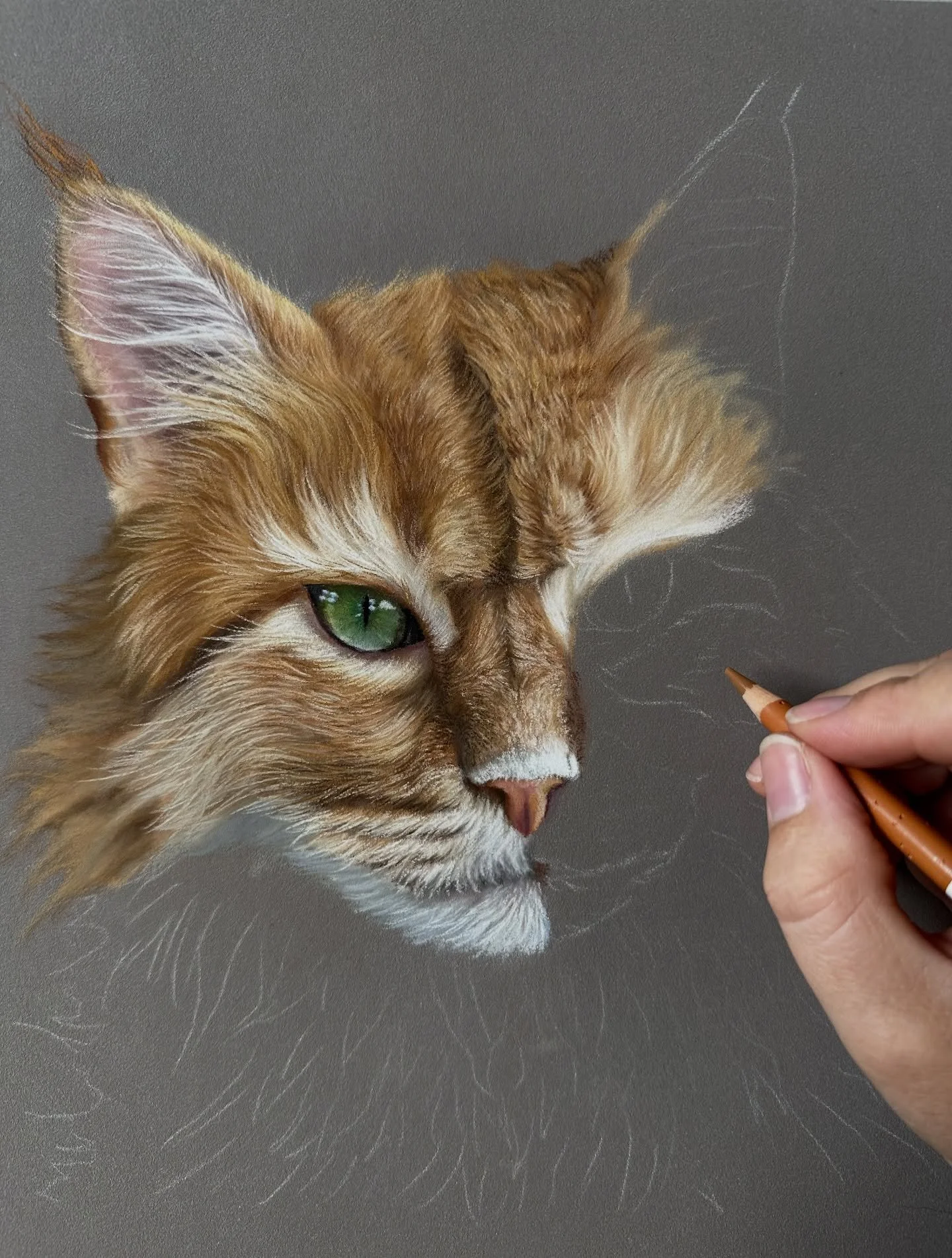 Part two of the Maine coon cat tutorial is now live on my Patreon channel 🐱✍️ 

Quite honestly the paper has been driving me mad as it&rsquo;s a bad quality sheet of Pastelmat, so the details are coming out quite grainy, but I actually really like h
