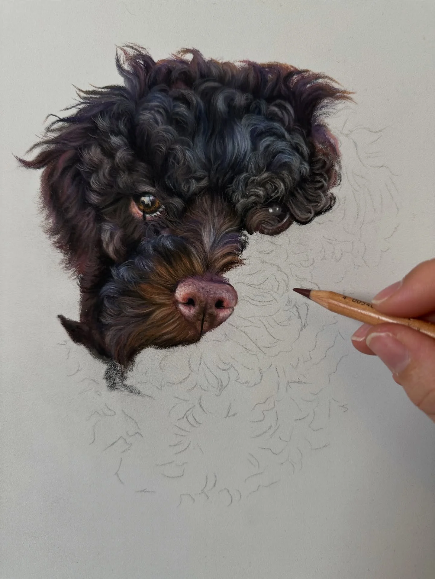 Part two of the Italian water dog (Lagotto Romagnolo) tutorial is out on Patreon today! My gosh this has been a fun drawing to start the year on - all of those beautiful colours! This one has made me smile lots and has been a great way of setting int