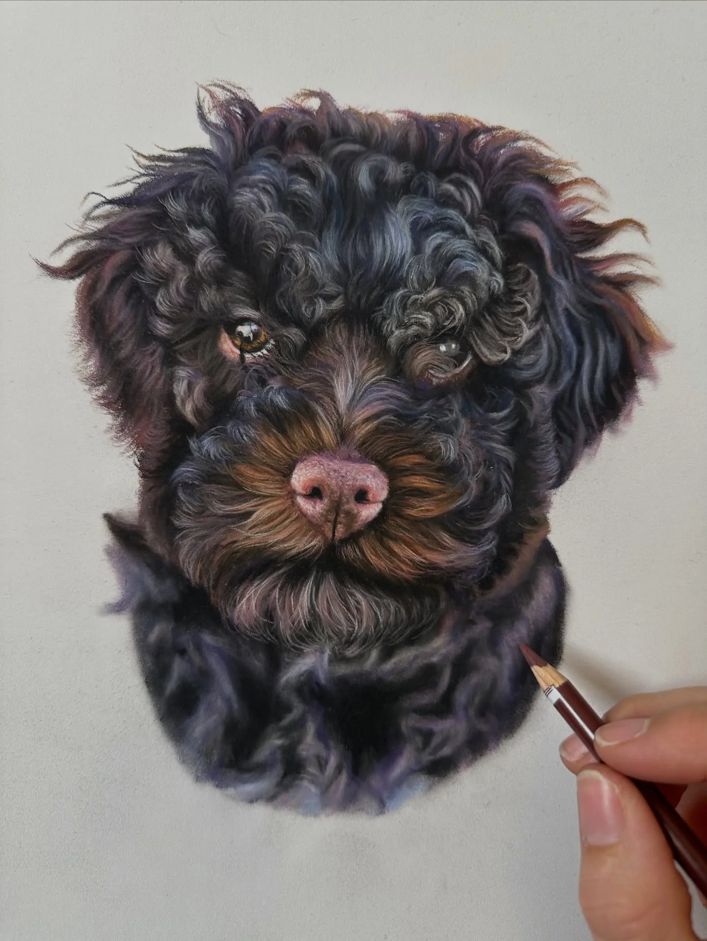 I loved these colours and everything about this gorgeous puppy drawing! 

I drew this on a request from a member of my Patreon channel for an Italian water dog tutorial and I&rsquo;m so pleased they asked for this breed! I have always really enjoyed 