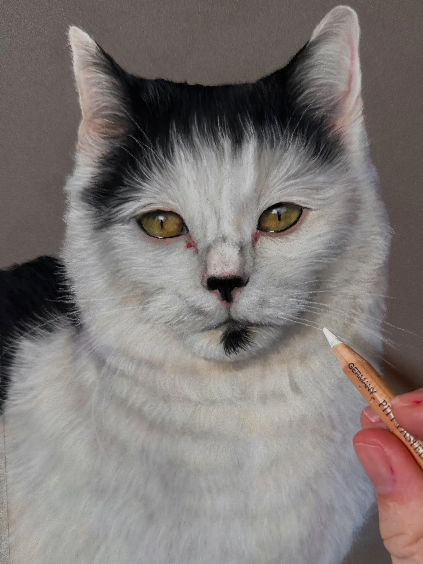 Evie 🌈💕 a memorial portrait of the sweetest soul completed recently for the lovely @annetwist