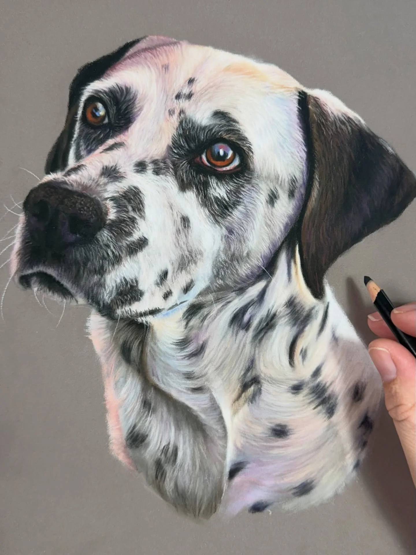 The Dalmatian is finished! My gosh there were some gorgeous colours in there 💛💜💕🩶🤍

The first Dalmatian is drawn on Clairefontaine Pastelmat and the second on Canson Mi-Teintes Velvet pastel paper. I have included the pastelmat version again at 