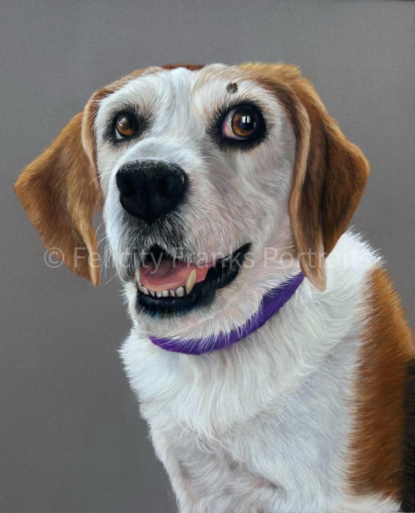 One I&rsquo;ve never shown you, I drew Ruby over a year ago and got ghosted by her owners, I sadly still have her portrait in my drawer 😢 it made me not want to share it, but I put a lot of love into drawing her, so here is Ruby for you all to enjoy