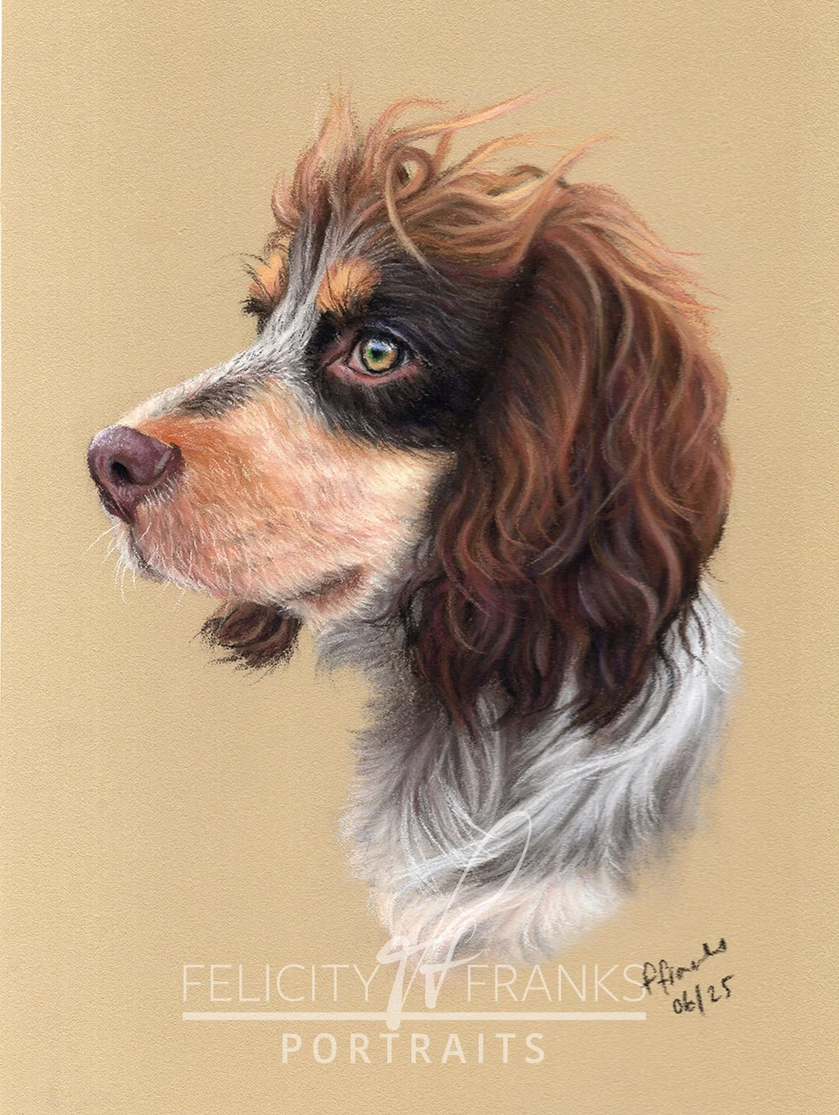 Cocker spaniel tutorial drawing in soft pastels