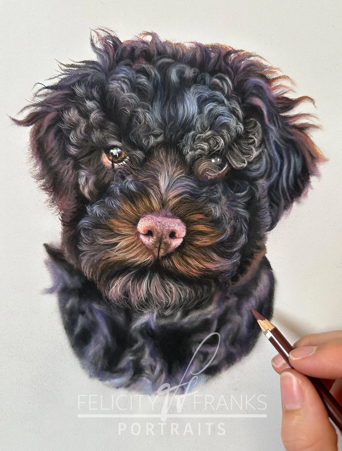 italian water dog drawn in soft pastels tutorial