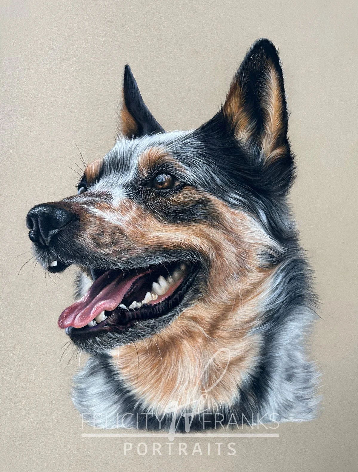 An image of a blue heeler drawn in soft pastels as a real time tutorial on how to draw with voice over, line art and reference photo