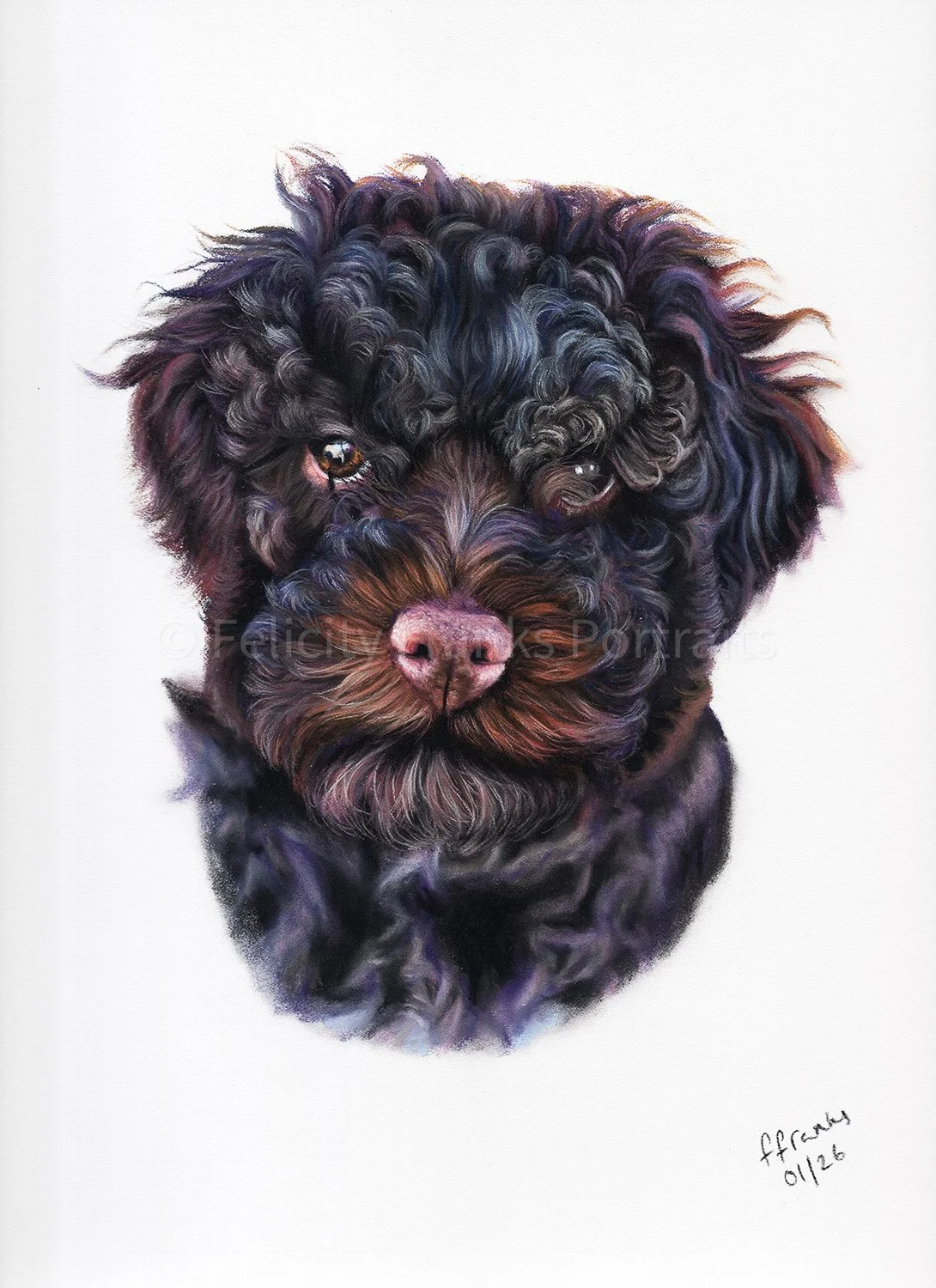 Dog Pet Portrait - Italian Water Dog Pet Portrait -  24 x 30cm Portrait in Pastels