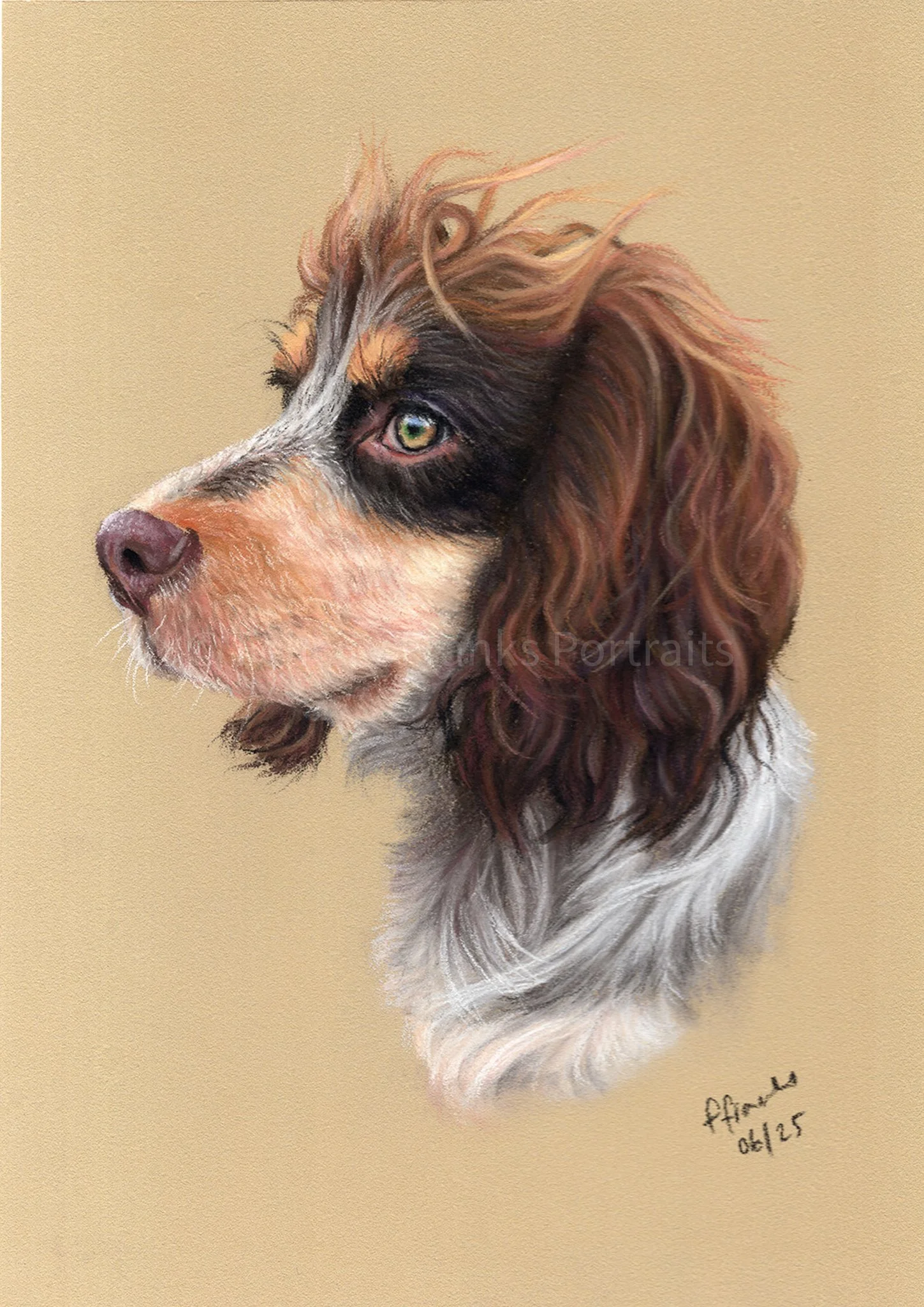 Dog Pet Portrait of Monty - Cocker Spaniel Pet Portrait -  15 x 21cm Portrait in Pastels