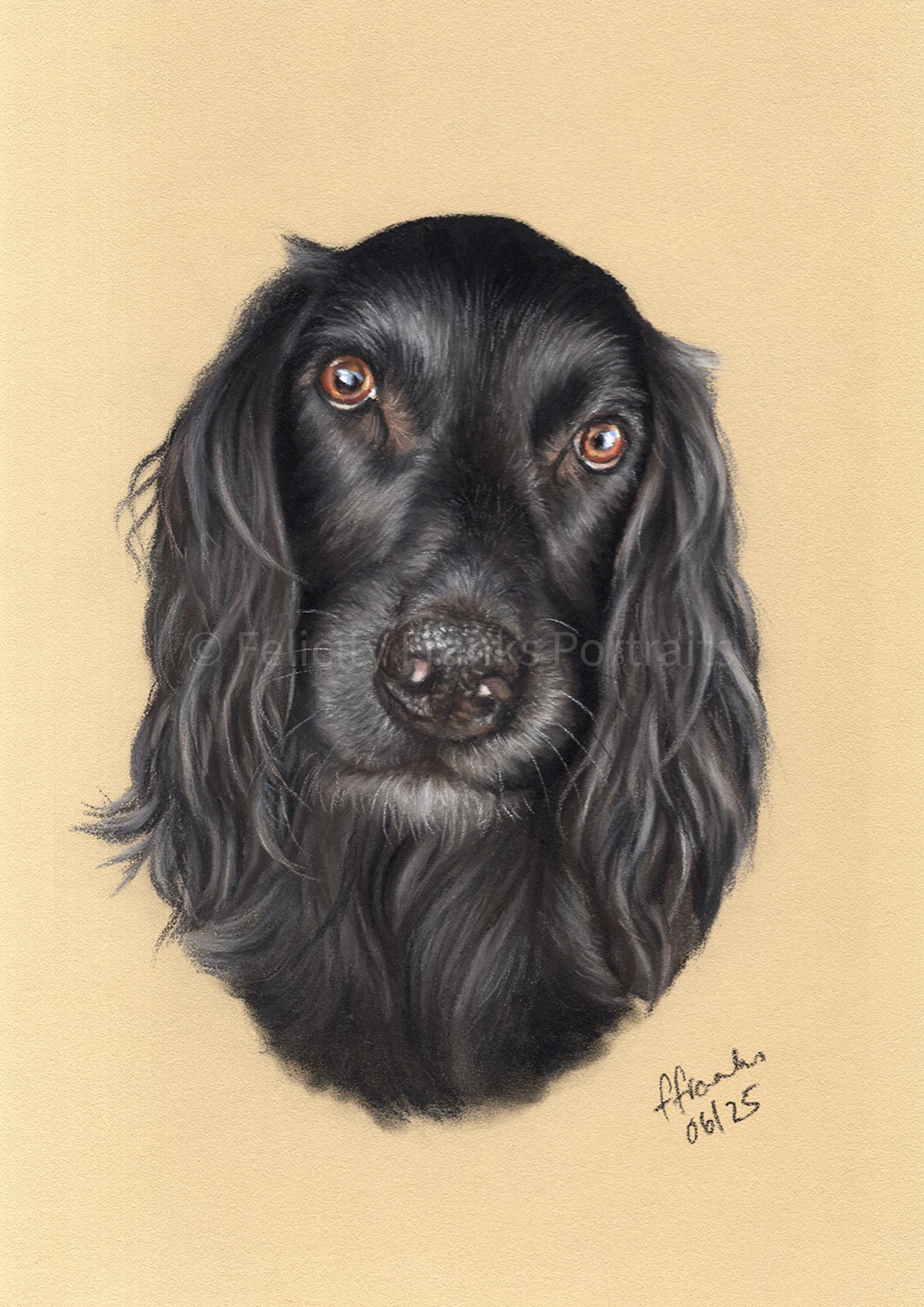 Dog Pet Portrait of Cairo - Springer Spaniel Pet Portrait -  15 x 21cm Portrait in Pastels