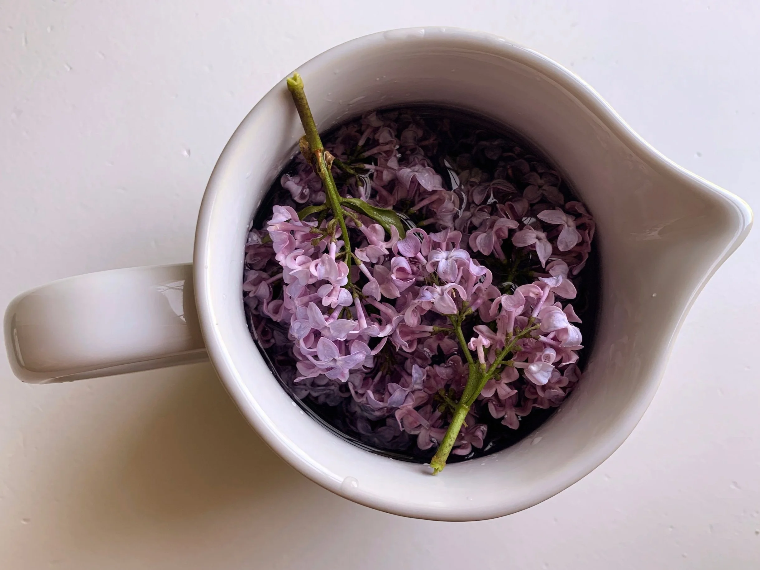herbs and herbal tea