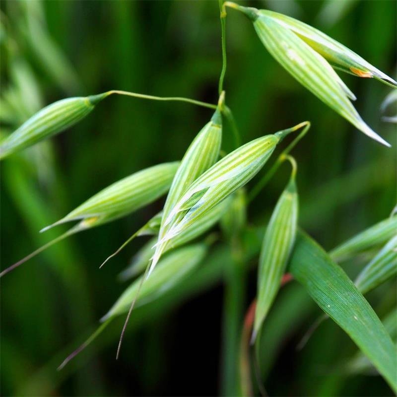 avena sativa - milky oats