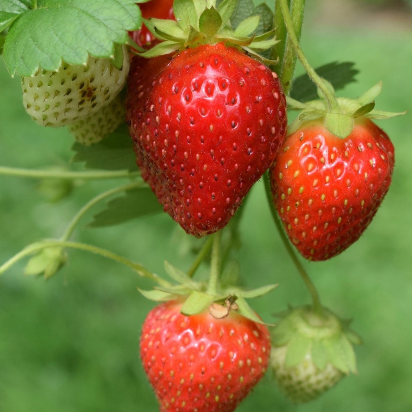 unlocking radiant skin – springtime exfoliator recipe