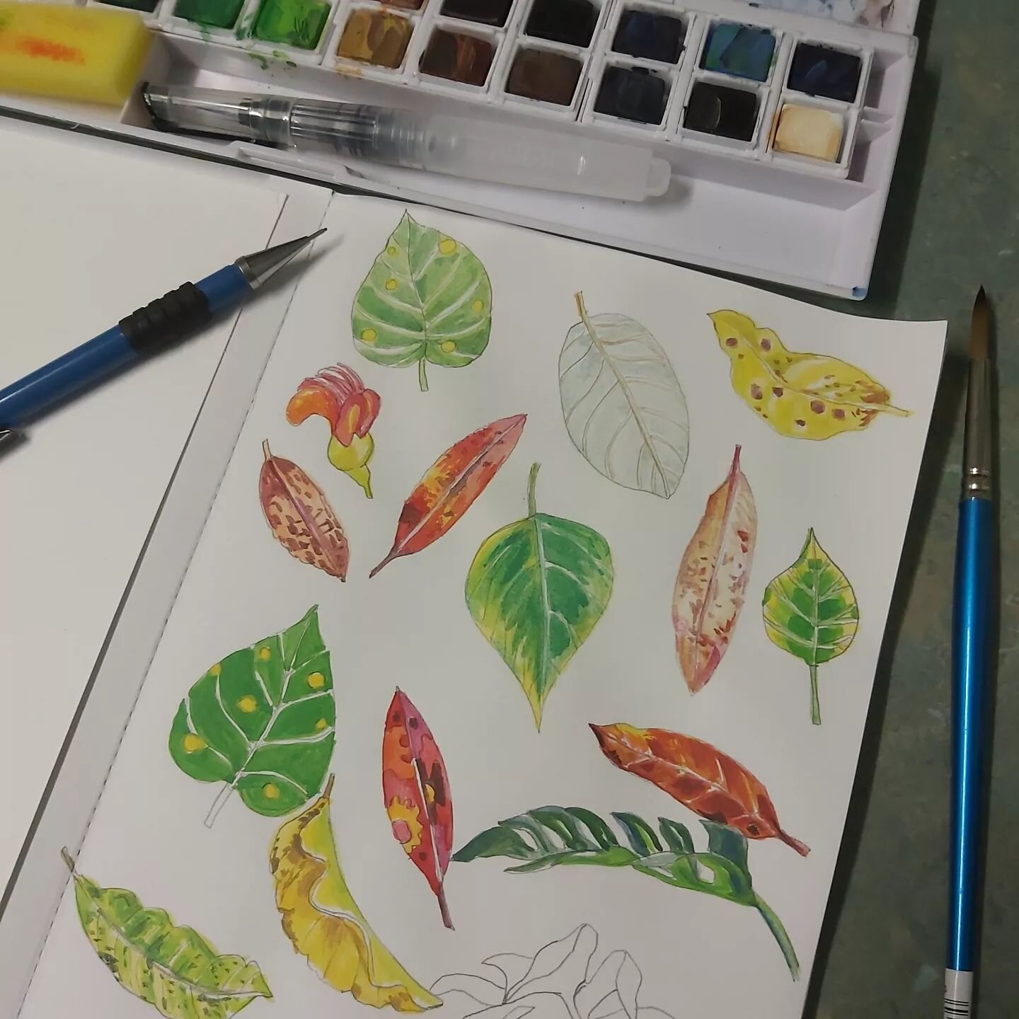 Last week, I took a walk in rainforest near Mission Beach, North Queensland. I was inspired to paint some leaf studies from the many leaves on the ground. I used inktense paints for these studies. #leaves #colourstudies #rainforestinspired #missionbe
