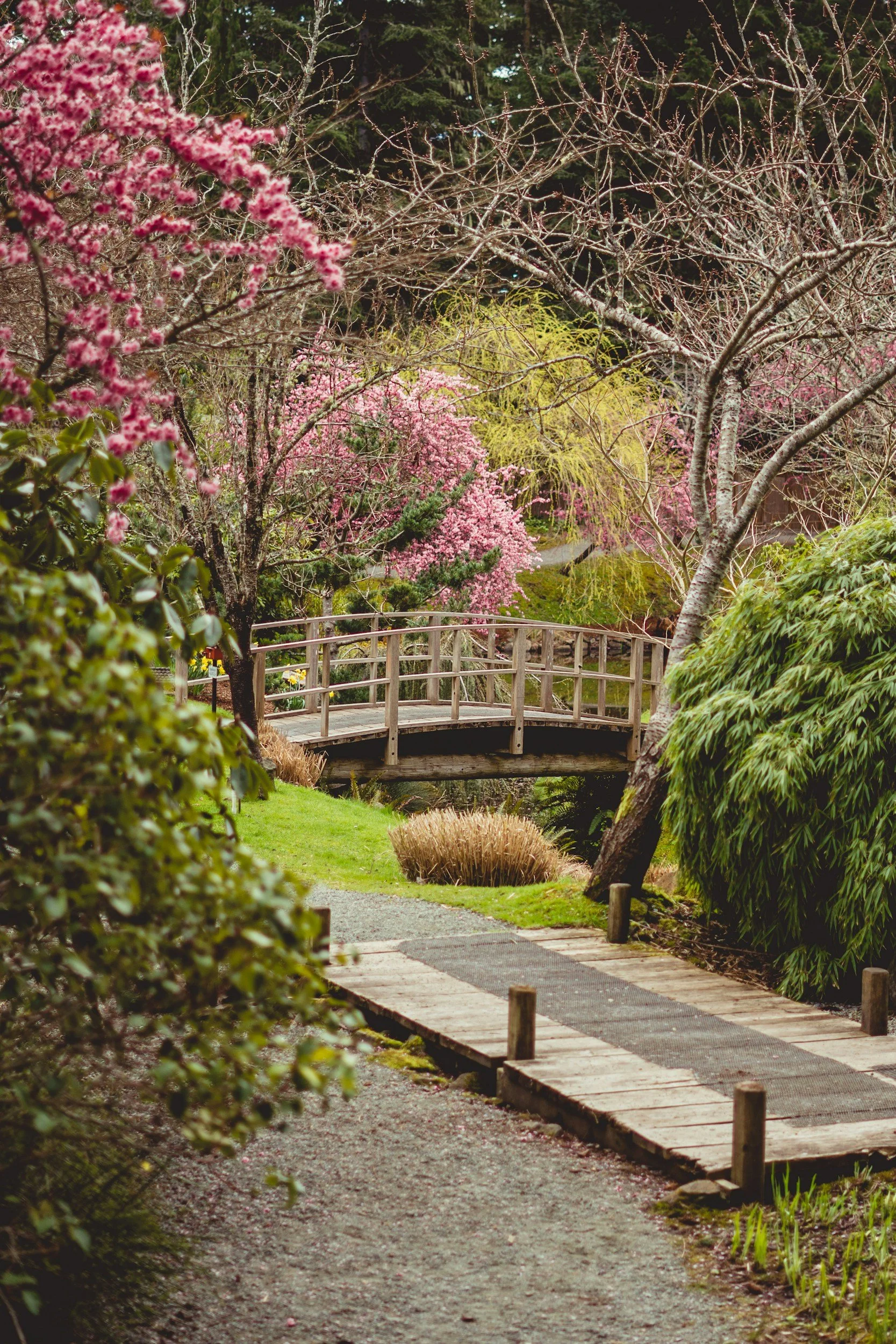 A peaceful garden scene with a wooden footbridge crossing a small pond, surrounded by blooming pink cherry blossom trees, green bushes, and a gravel pathway.