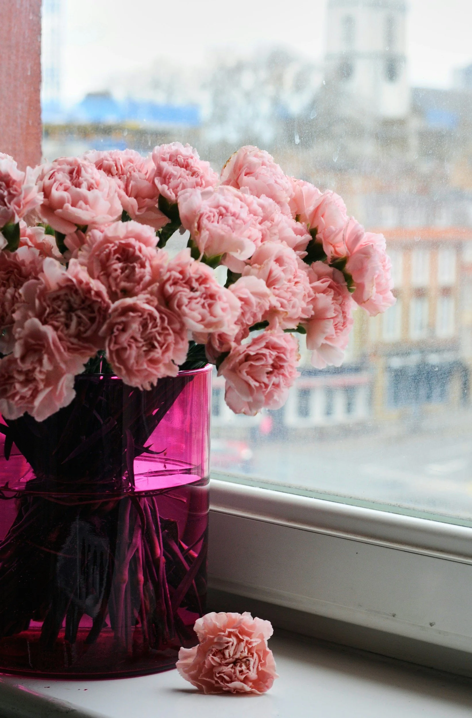 Pink carnations arranged in a tall pink glass vase on a windowsill, with one flower petal on the white surface below.