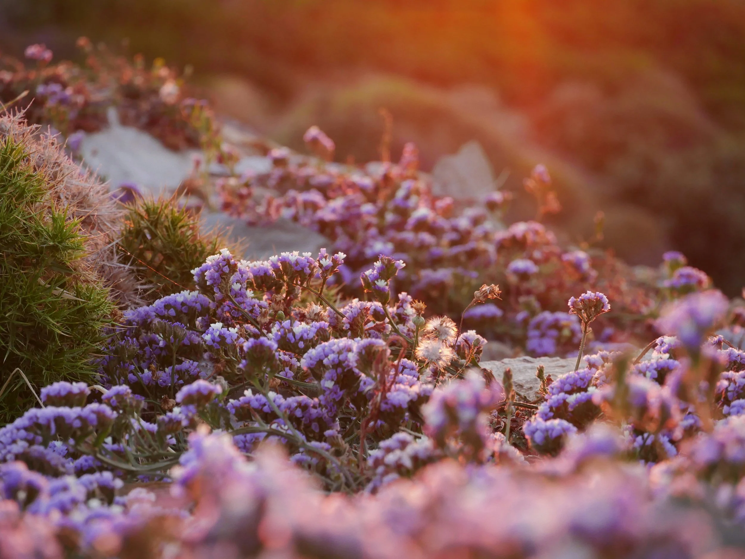 Close-up of purple and pink wildflowers on rocky terrain during sunset.