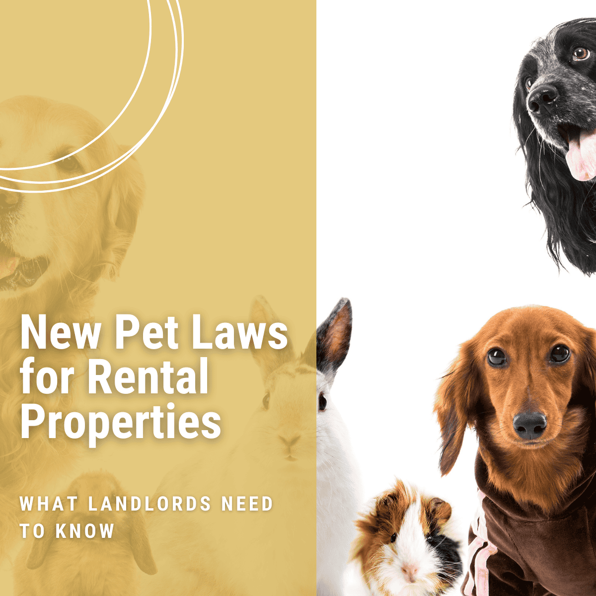 New Pet Laws for Rental Properties