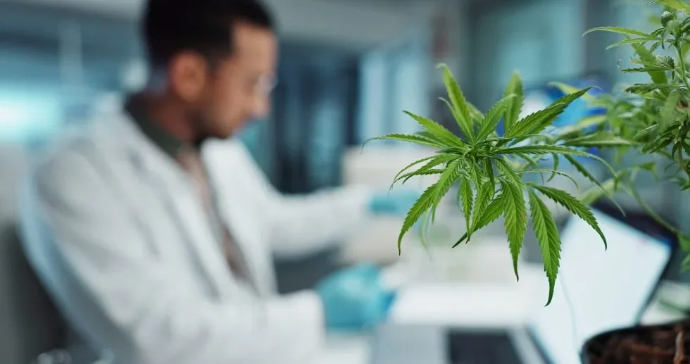 Legislature Delivers Cannabis Reforms to Support Economic Growth and a Maturing Market