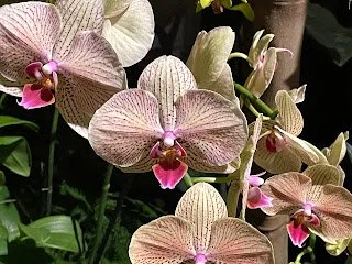 20260314 CBG orchid 2.png