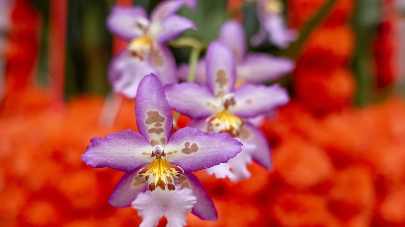 20260314 CBG orchid.png