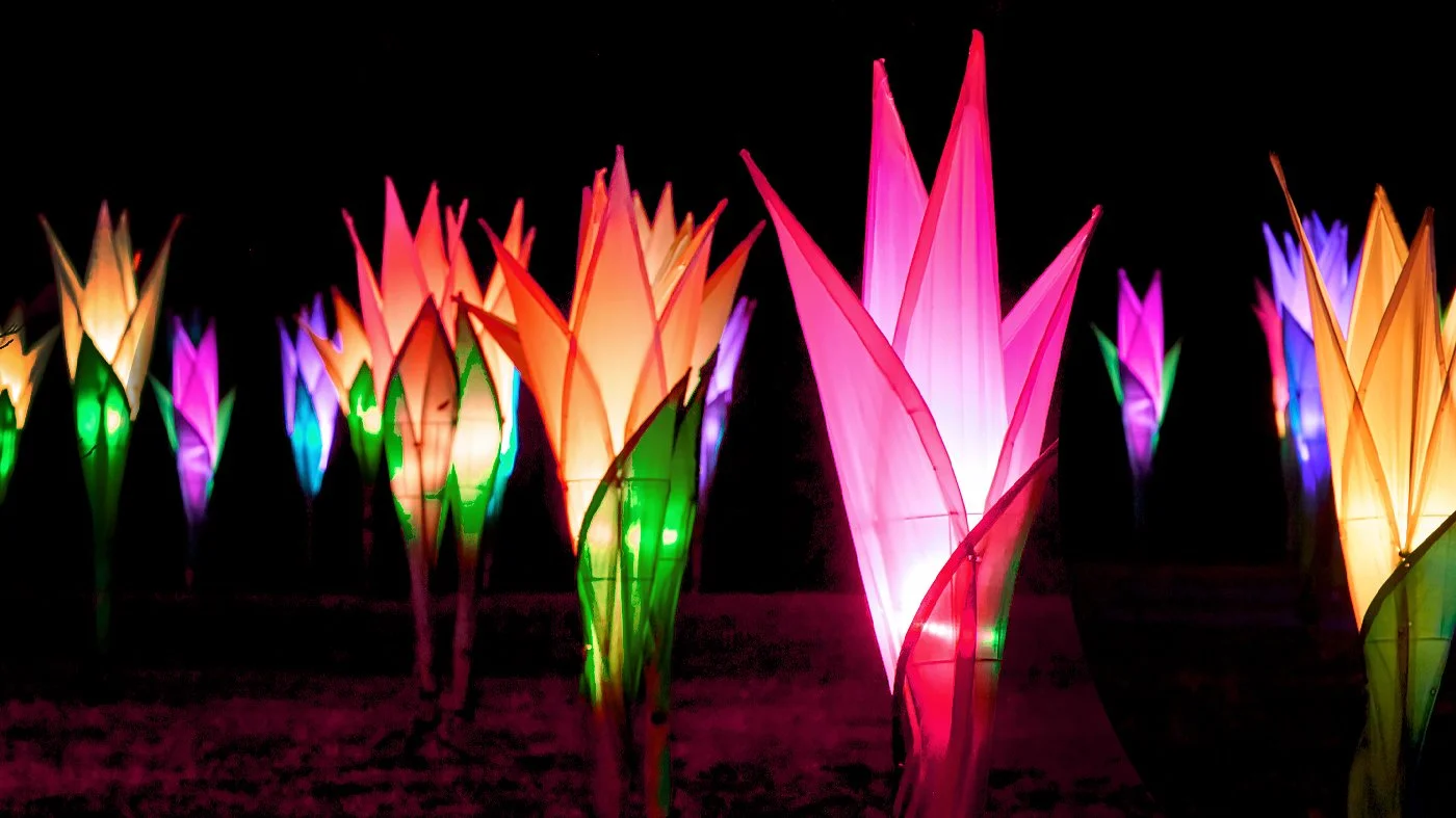 20261208 CBG Light Trees.jpg