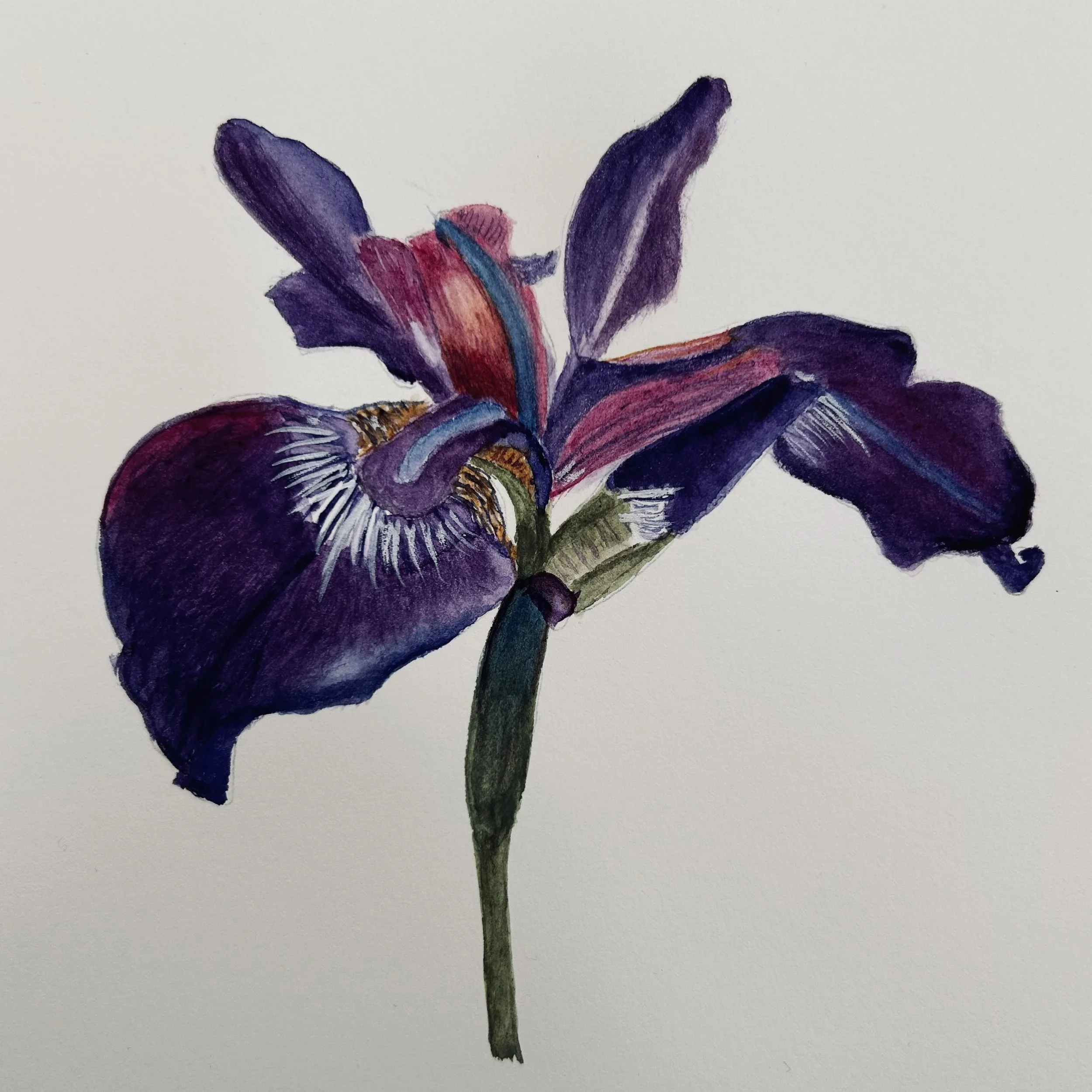 Lynne Davies