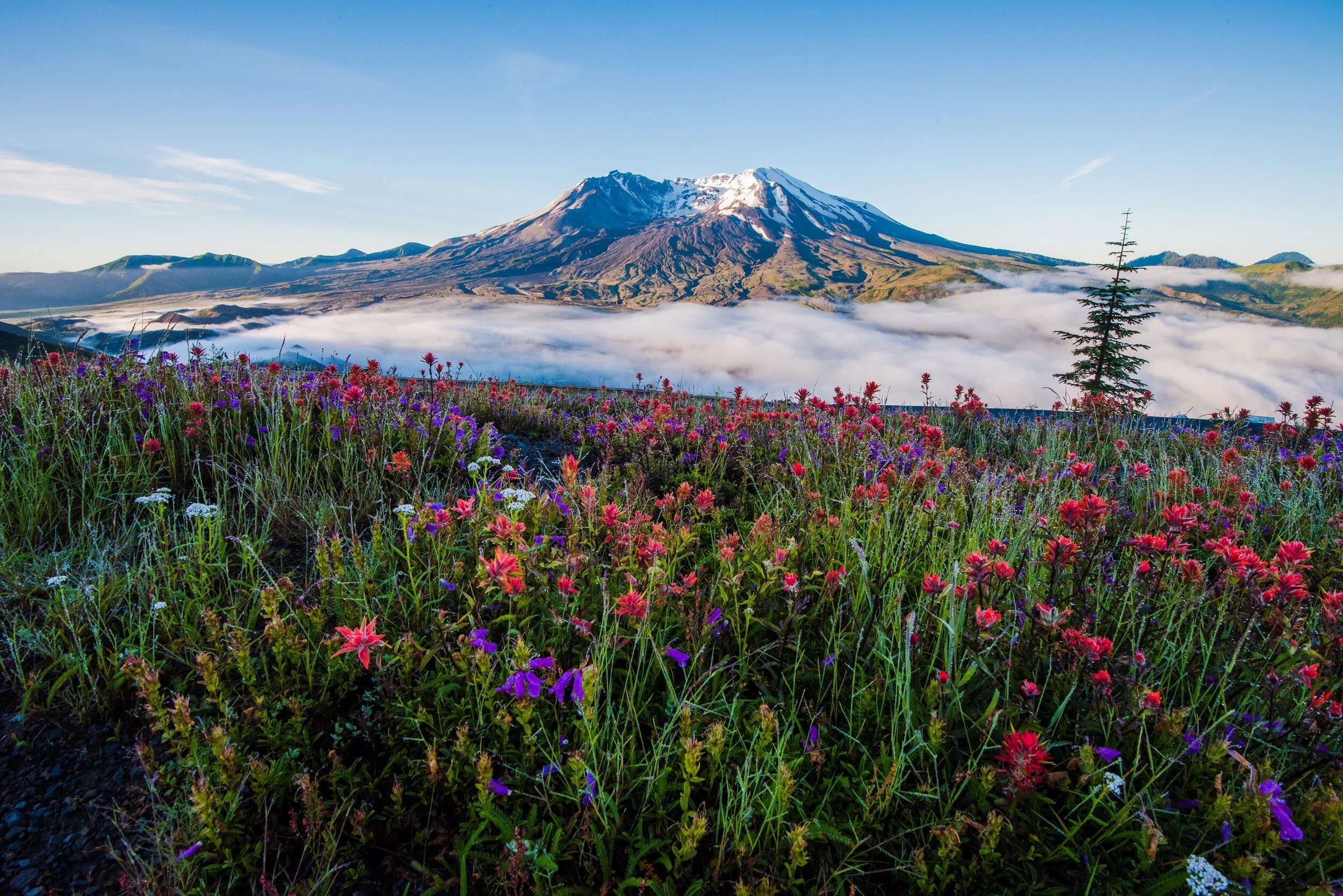 Mount St. Helens Elopement Guide | Mount St. Helens Elopement Photographer
