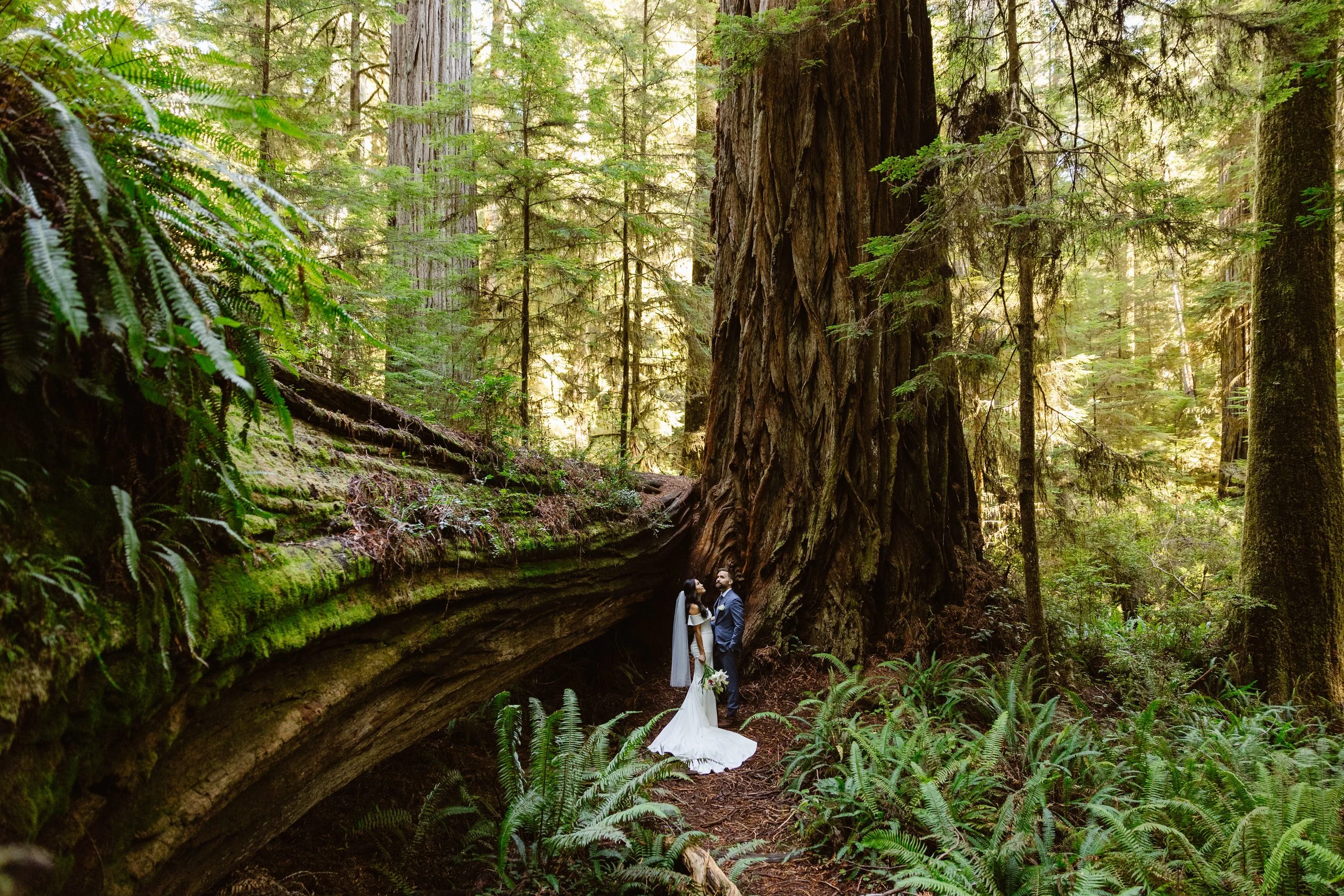Jedediah Smith Redwoods State Park Elopement