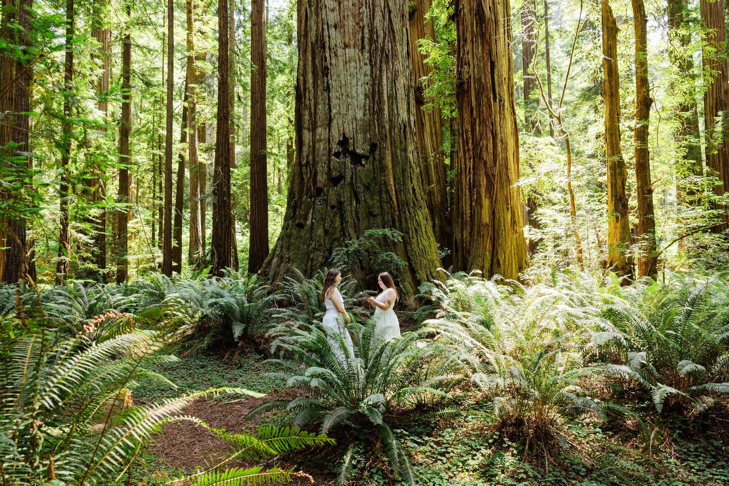 redwoods-elopement-photographer-9.jpg