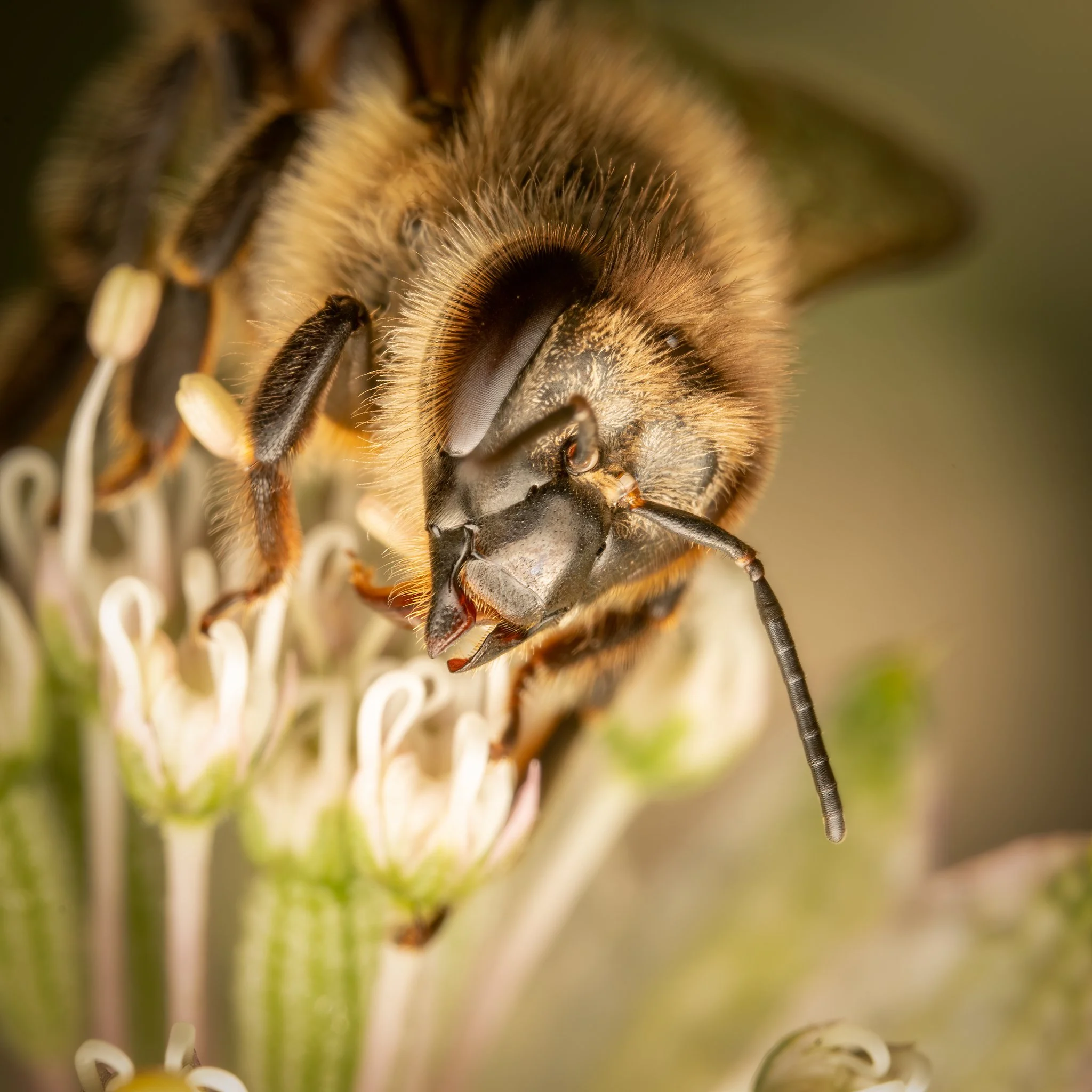 Macrography