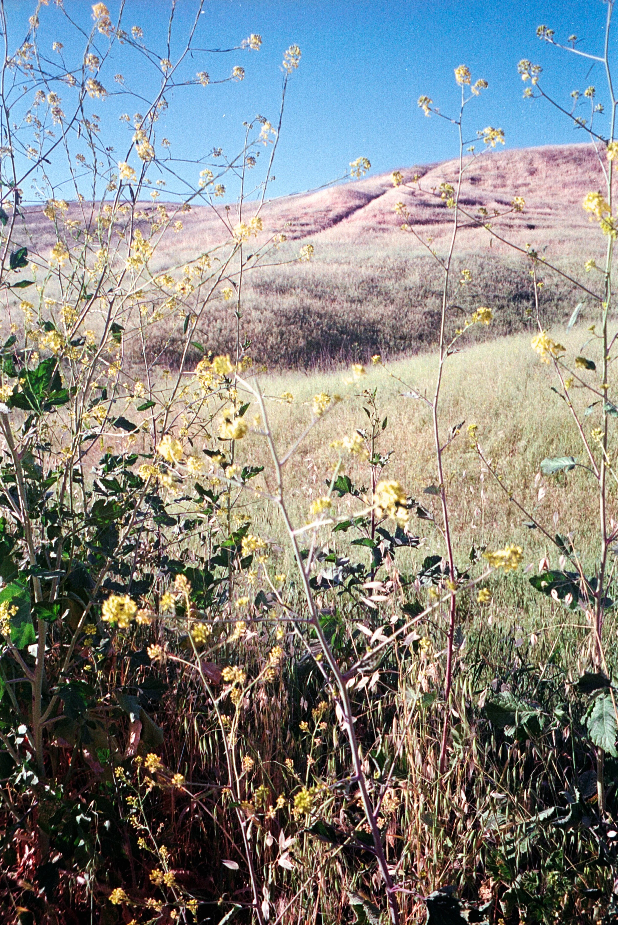 TVS Gold 200 LA 15.jpg