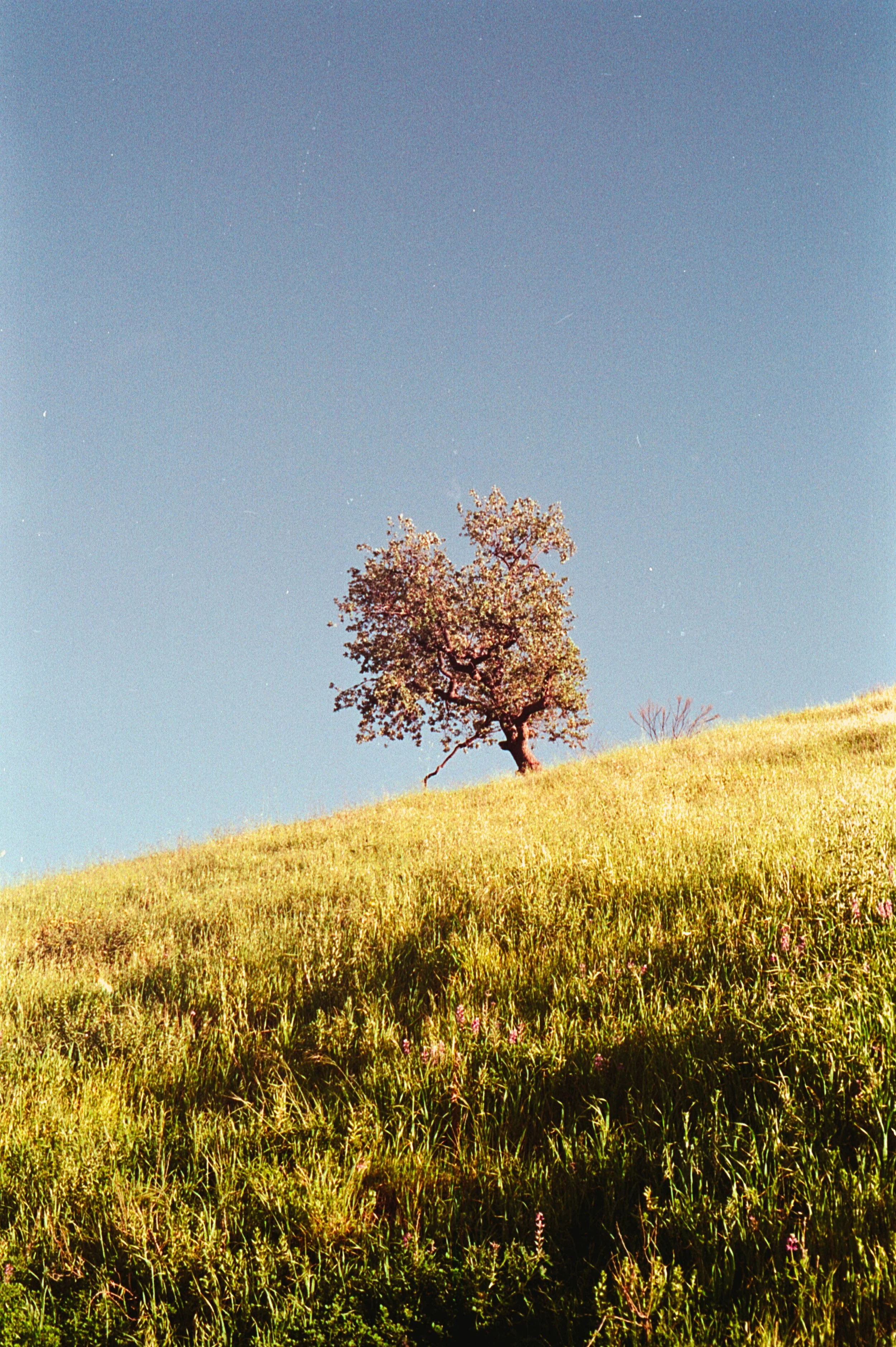 TVS Gold 200 LA 1.jpg