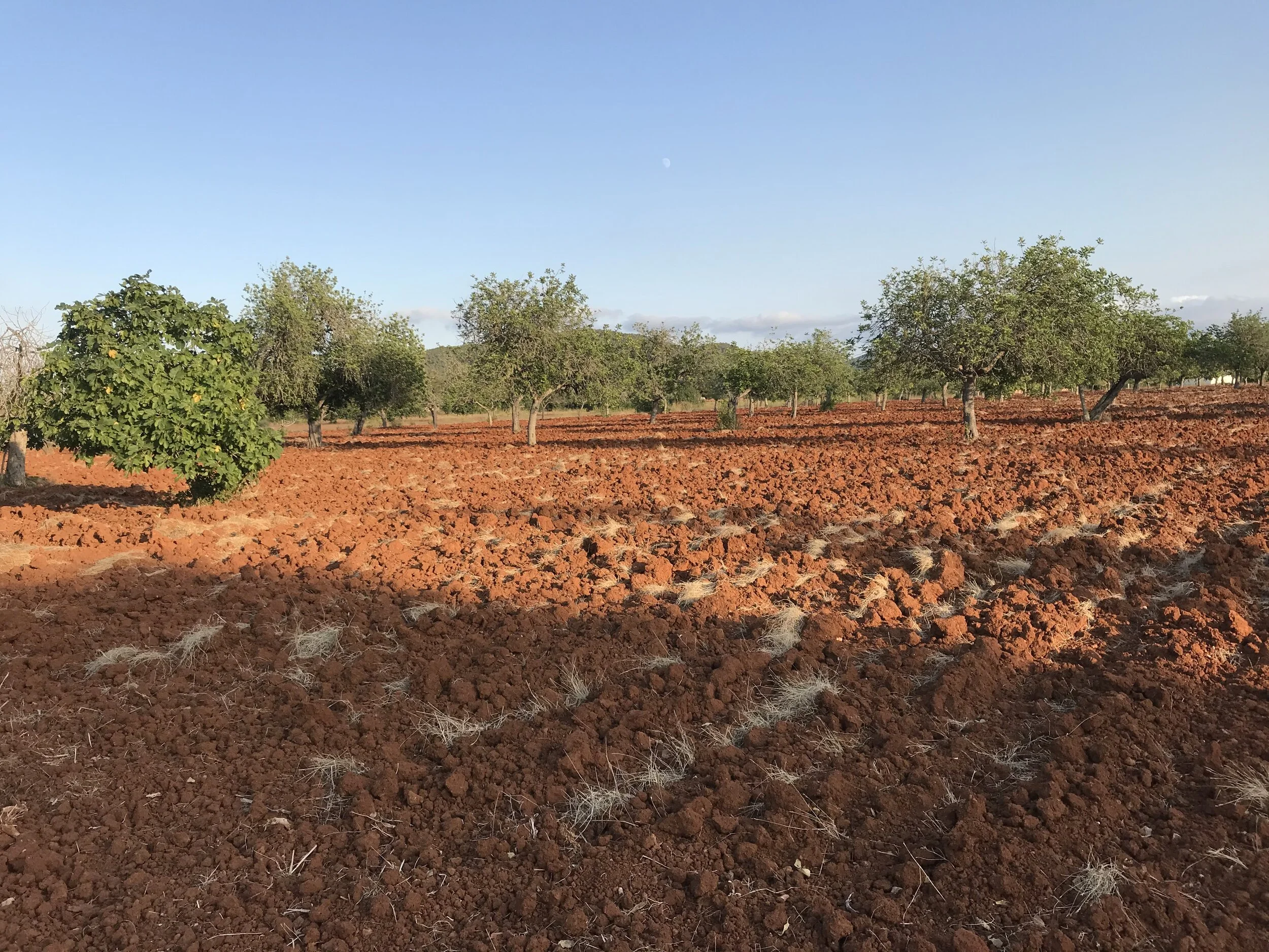 Field 1: Can Purtell (1.5 ha)