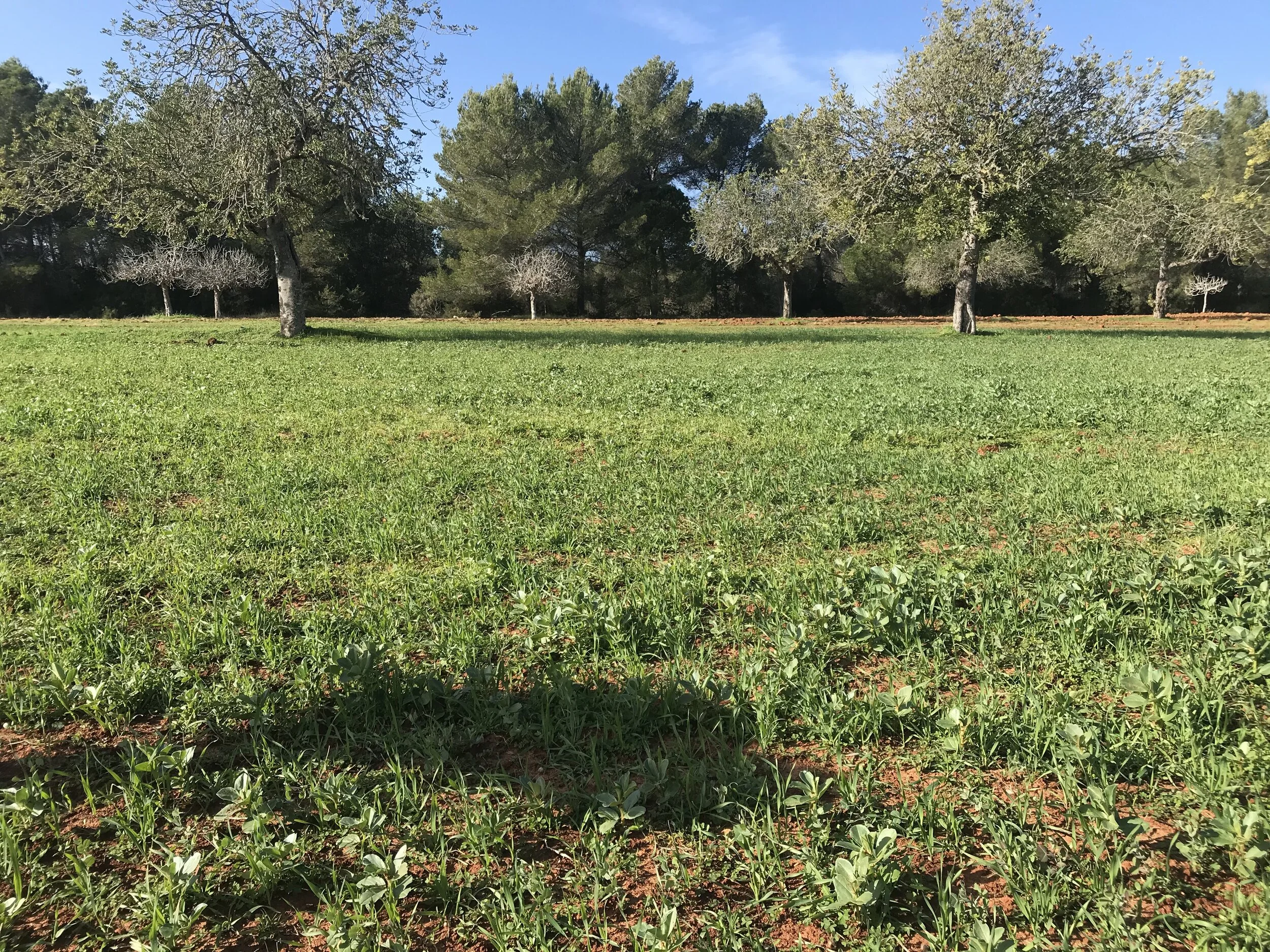 Field 2: Can Purtell (1.5 ha) 