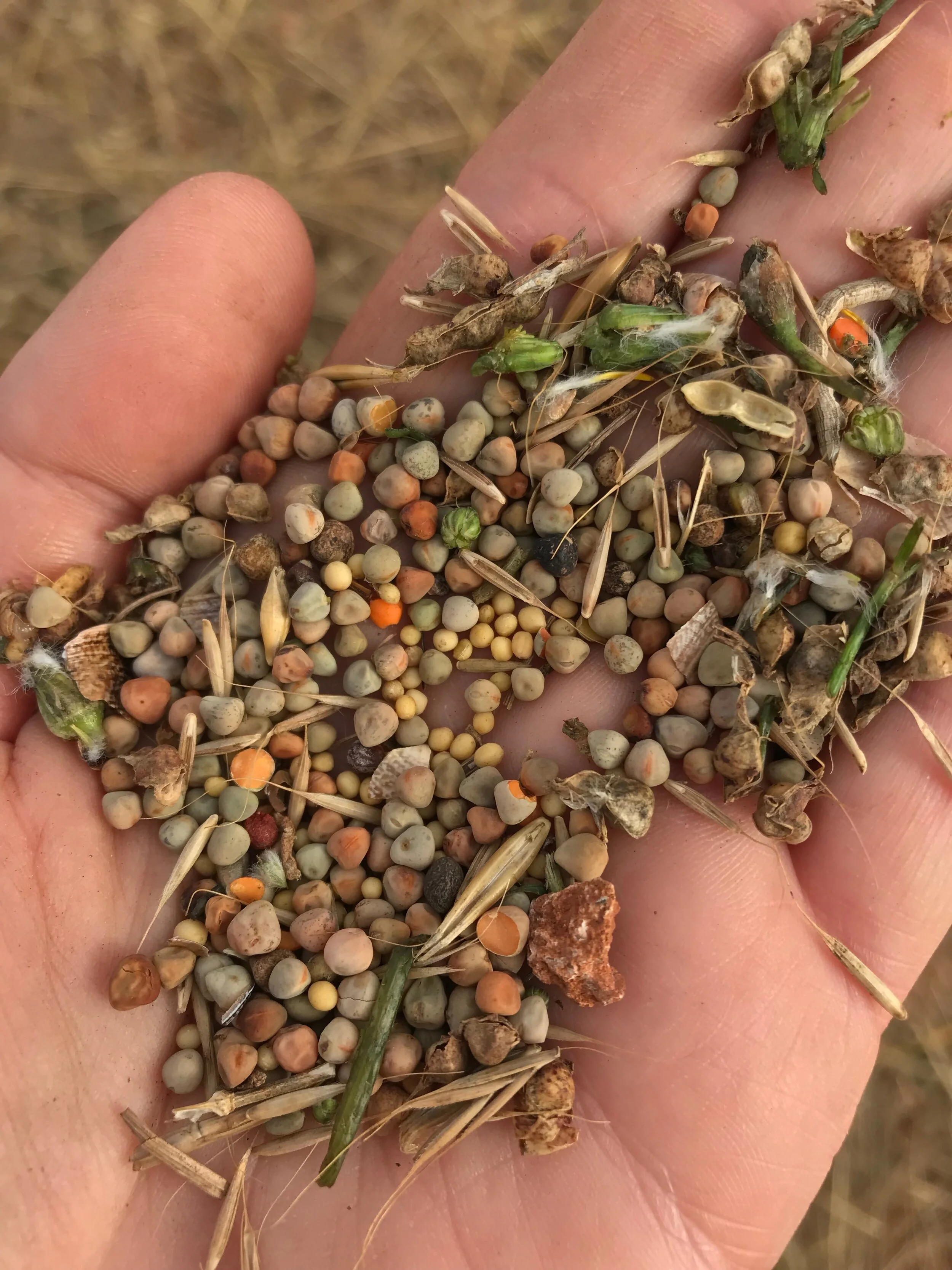 Field Trial: Harvesting Seeds