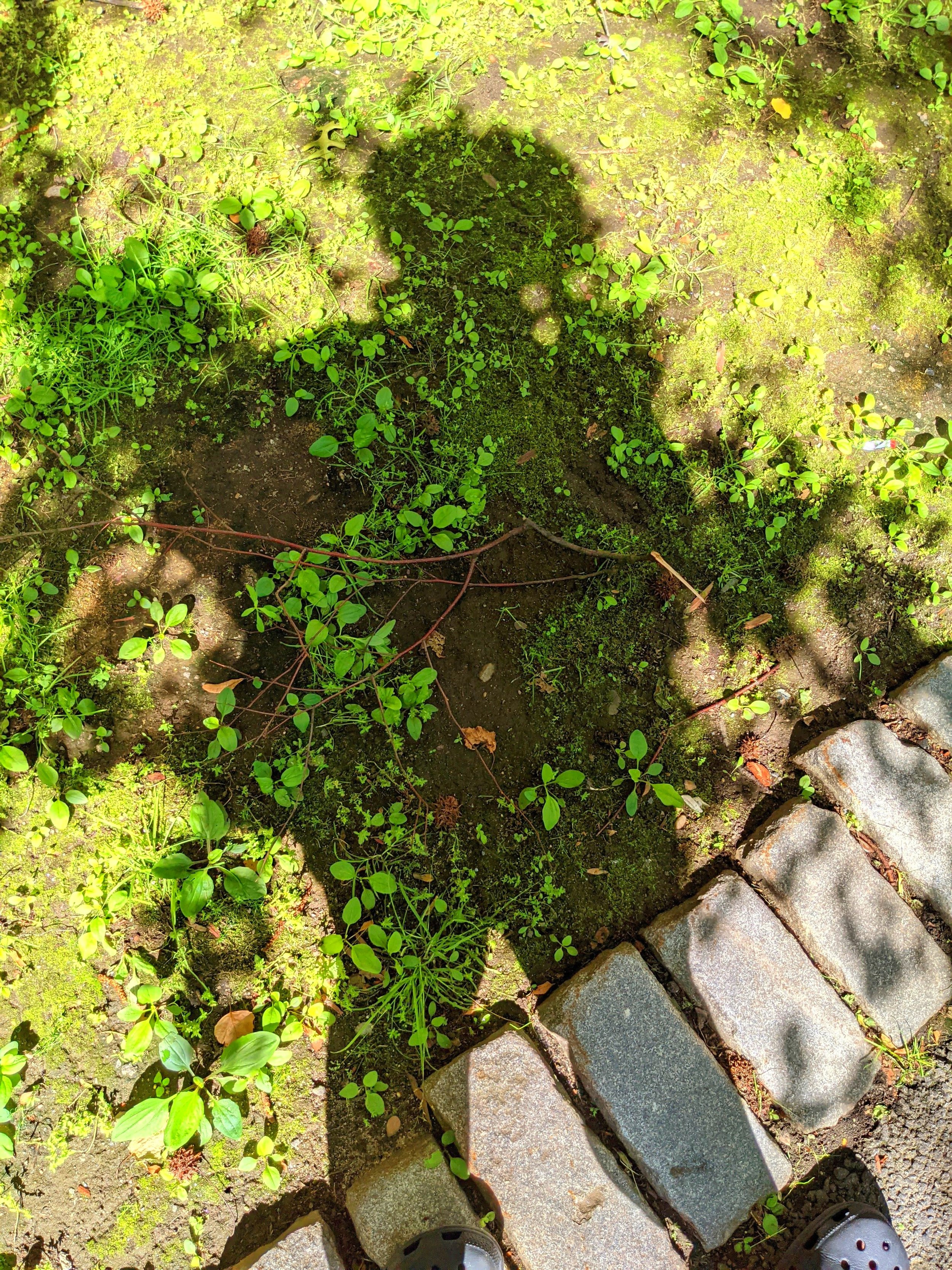 ss-distortion-10.jpg