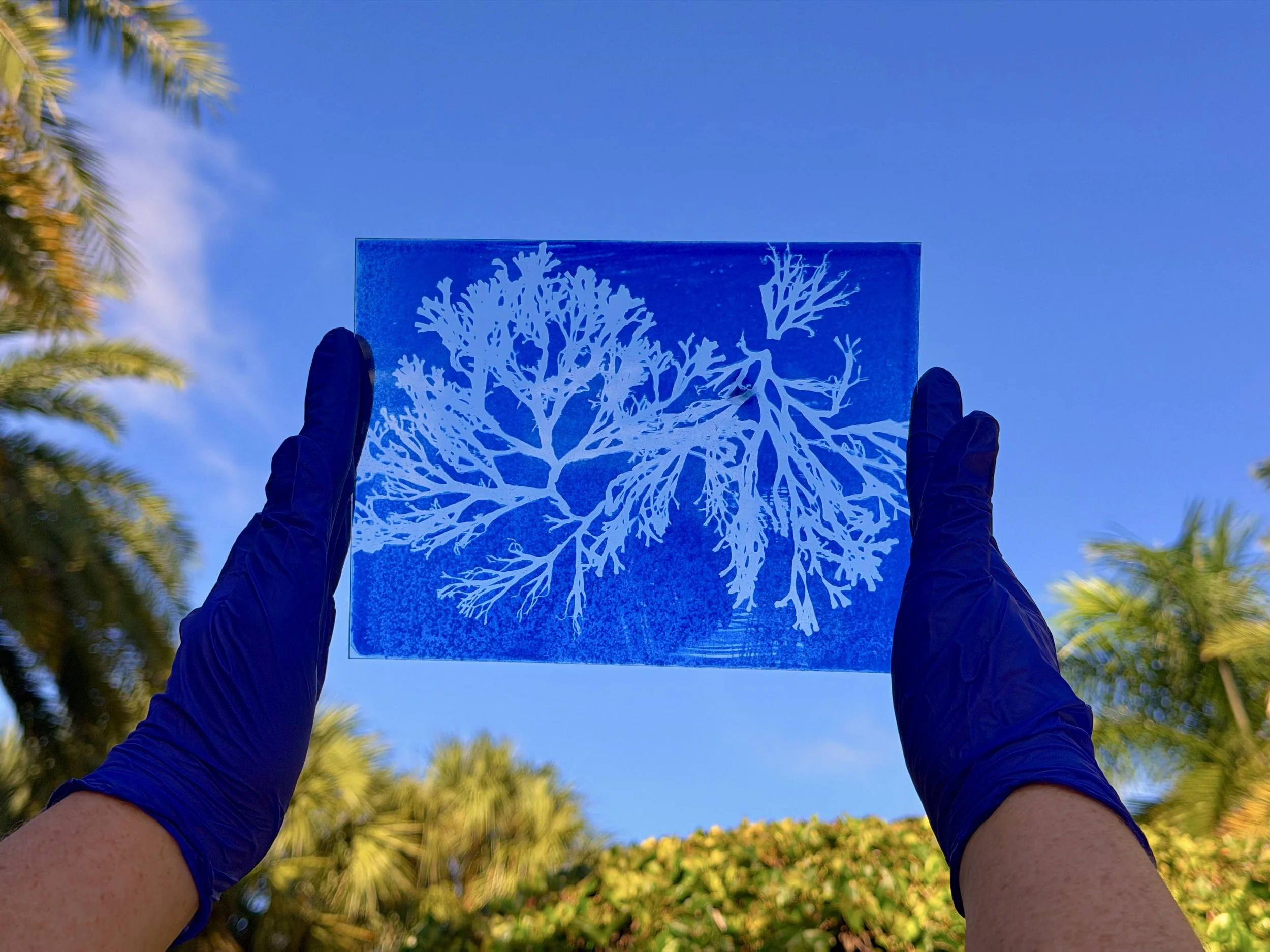 seaweedfromthesouthoffrance2026.jpg
