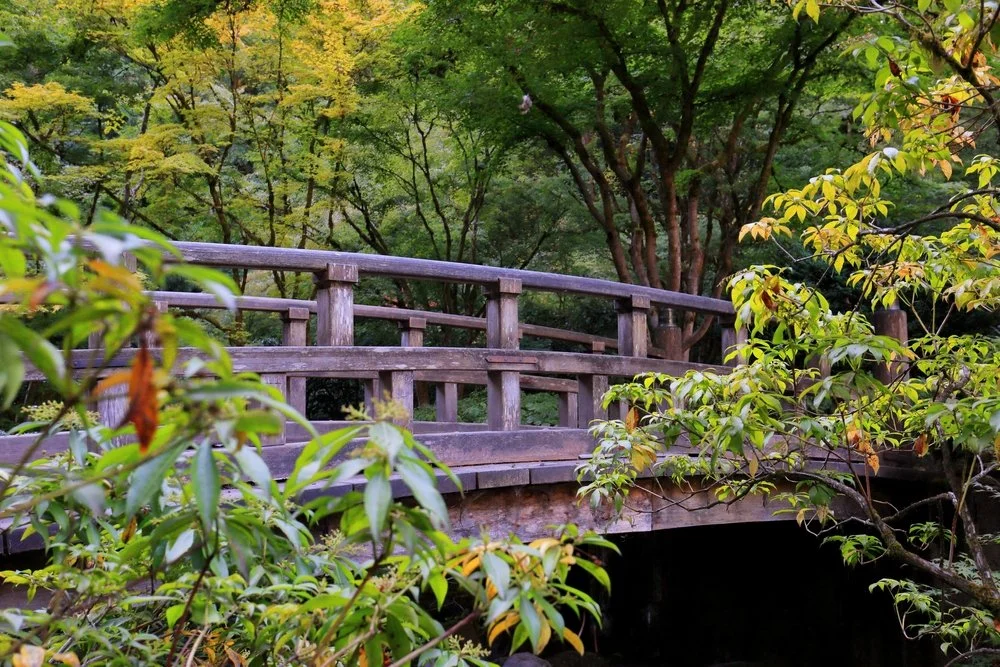 Forest Bathing