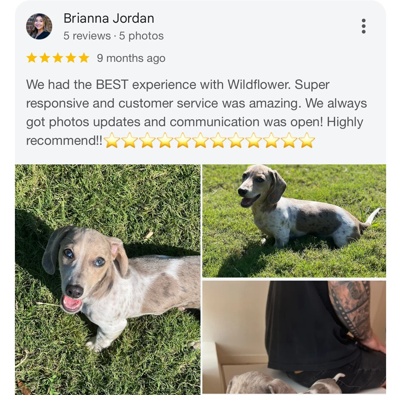 Review from Brianna Jordan with five photos: two pictures of a young dog with gray and white fur and blue eyes in a grassy area, a picture of the dog sitting on the grass, and a picture showing a person's arm with a tattoo and part of the dog's head 