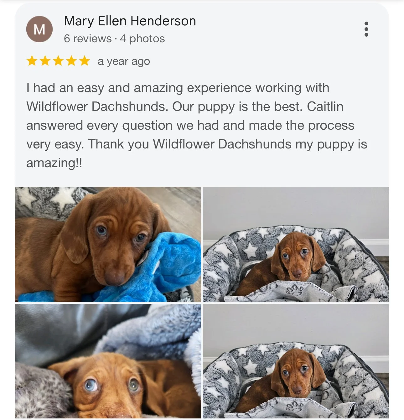 Four photos of a cute brown puppy with blue eyes, sitting in a star-patterned dog bed and lying on blankets, with a customer review praising Wildflower Dachshunds and their puppy.