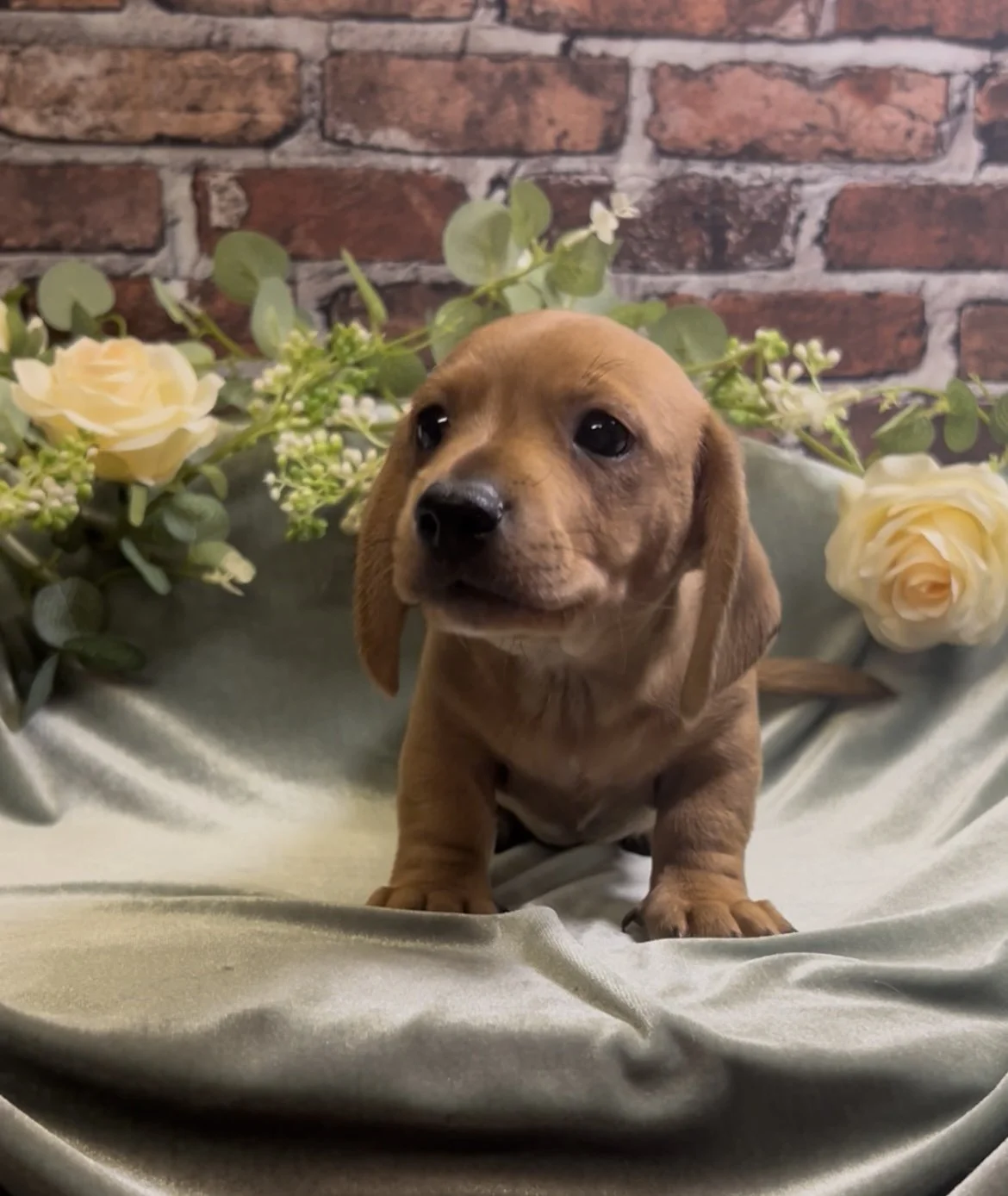 Shorthair red male miniature dachshund puppy