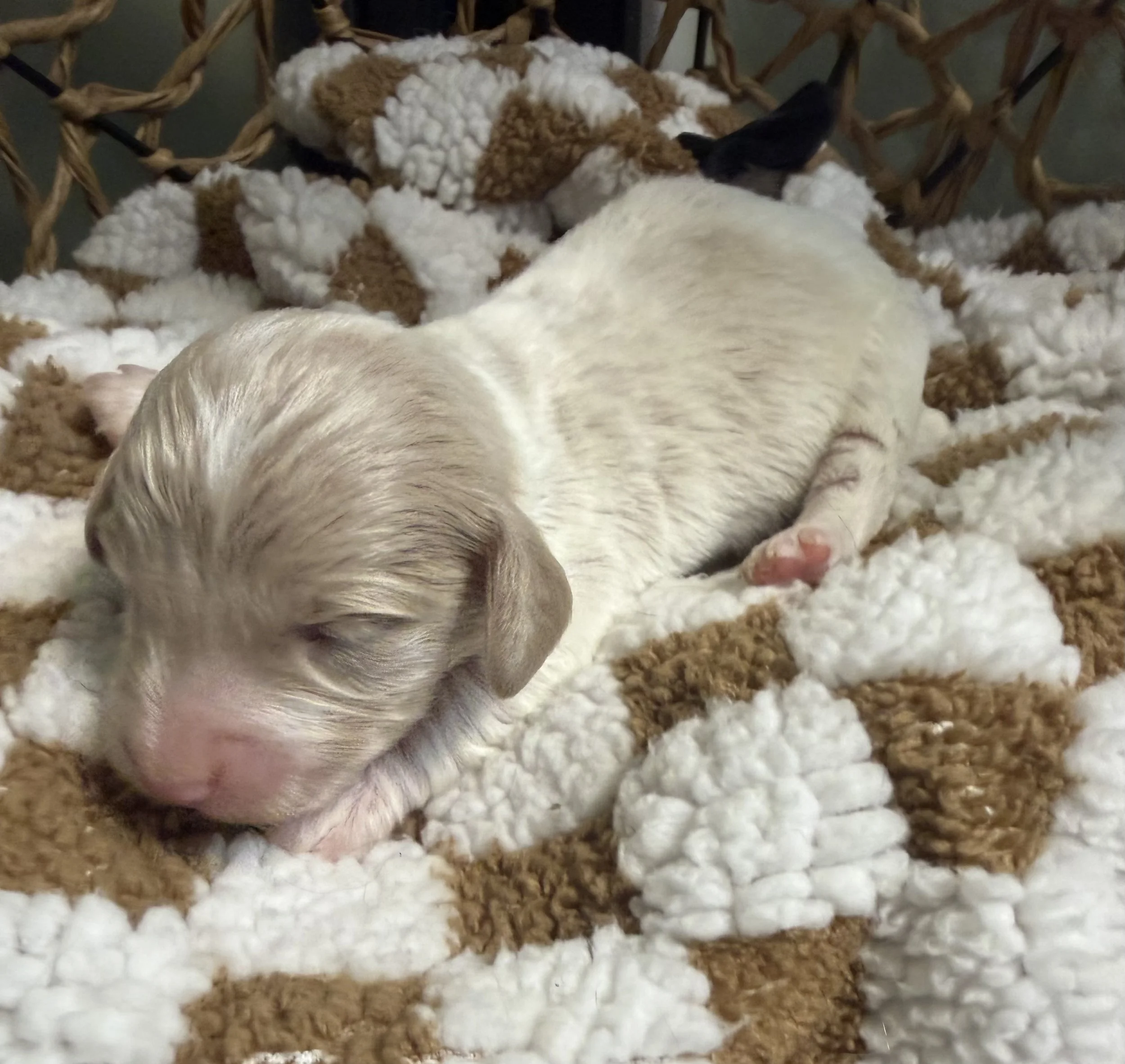Longhair cream dapple piebald miniature dachshund puppy, bred by Wildflower Dachshunds in Water Valley, Mississippi