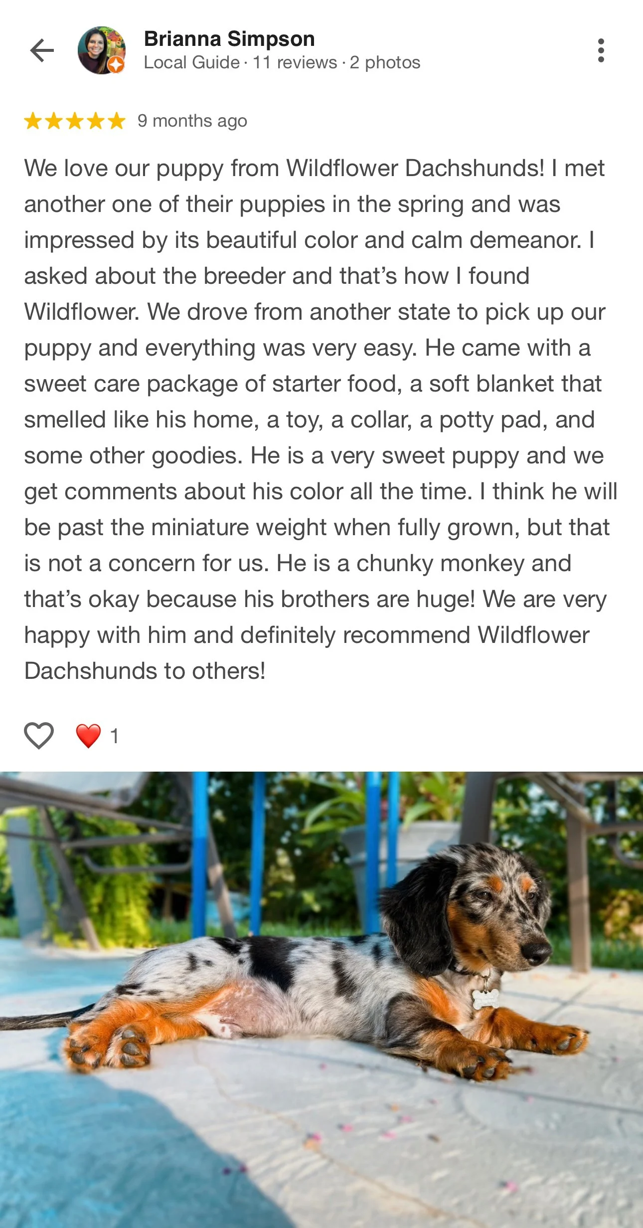 A cute, playful dappled black, white, and tan puppy lying on a tiled outdoor surface with sunlight illuminating its fur, with a blurred background of greenery and patio furniture.