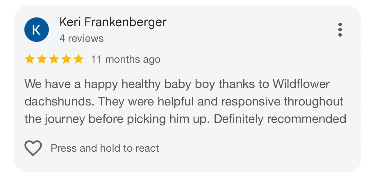 Google review for Wildflower dachshunds, five stars, written by Keri Frankenberger, mentioning healthy baby boy, helpful and responsive service, and recommendation.