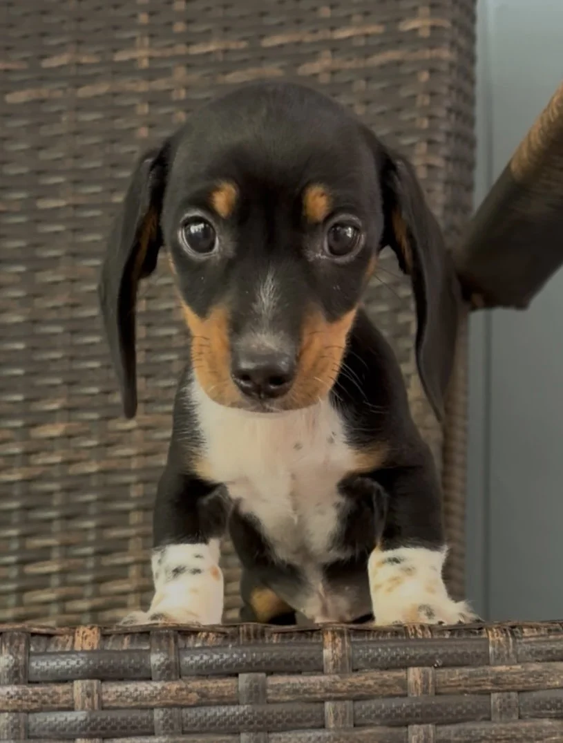 🐾 10 Things Only Miniature Dachshund Owners Understand