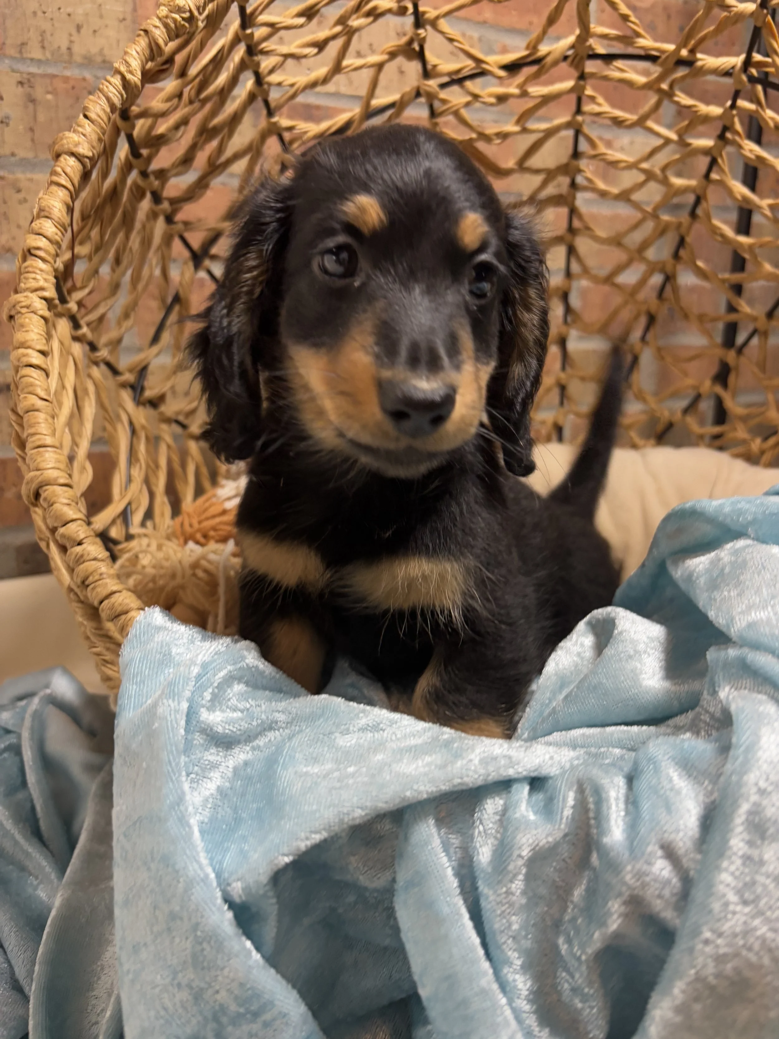 Harness vs Collar: The Safest Choice for Dachshunds