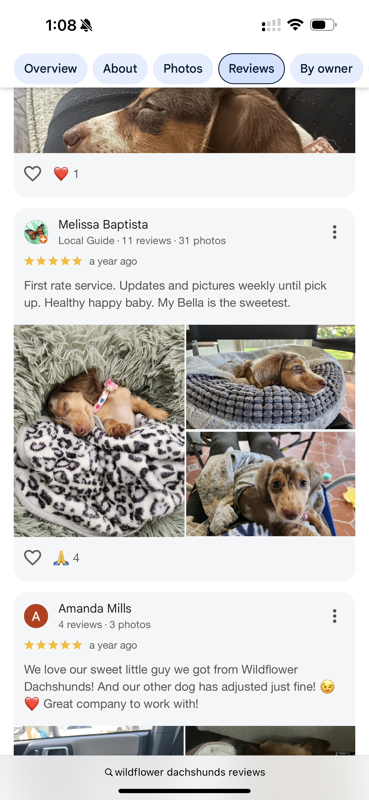 Screenshots of reviews and photos of multiple dachshund puppies, including sleeping and resting puppies.
